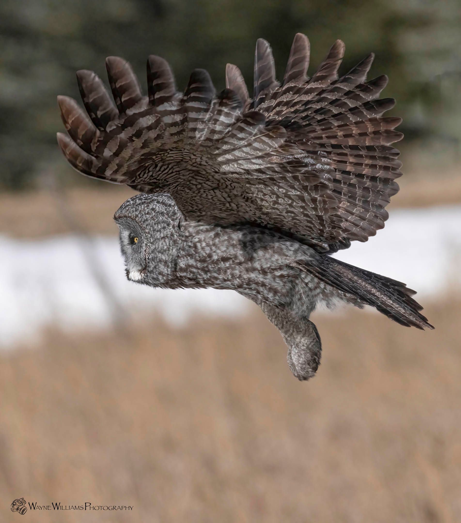 An owl is flying through the air with its wings spread.