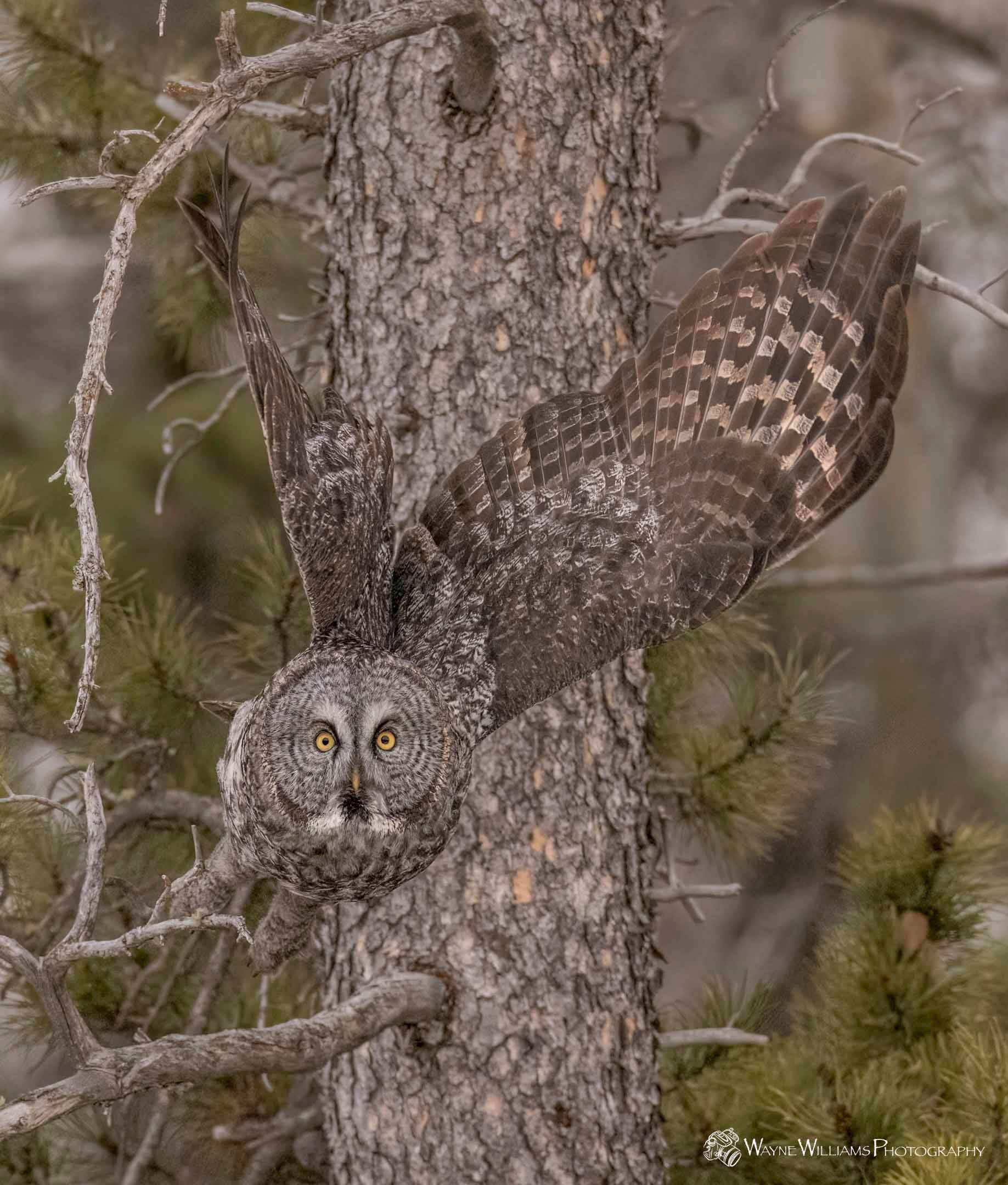 A camouflaged owl is perched on a tree branch.