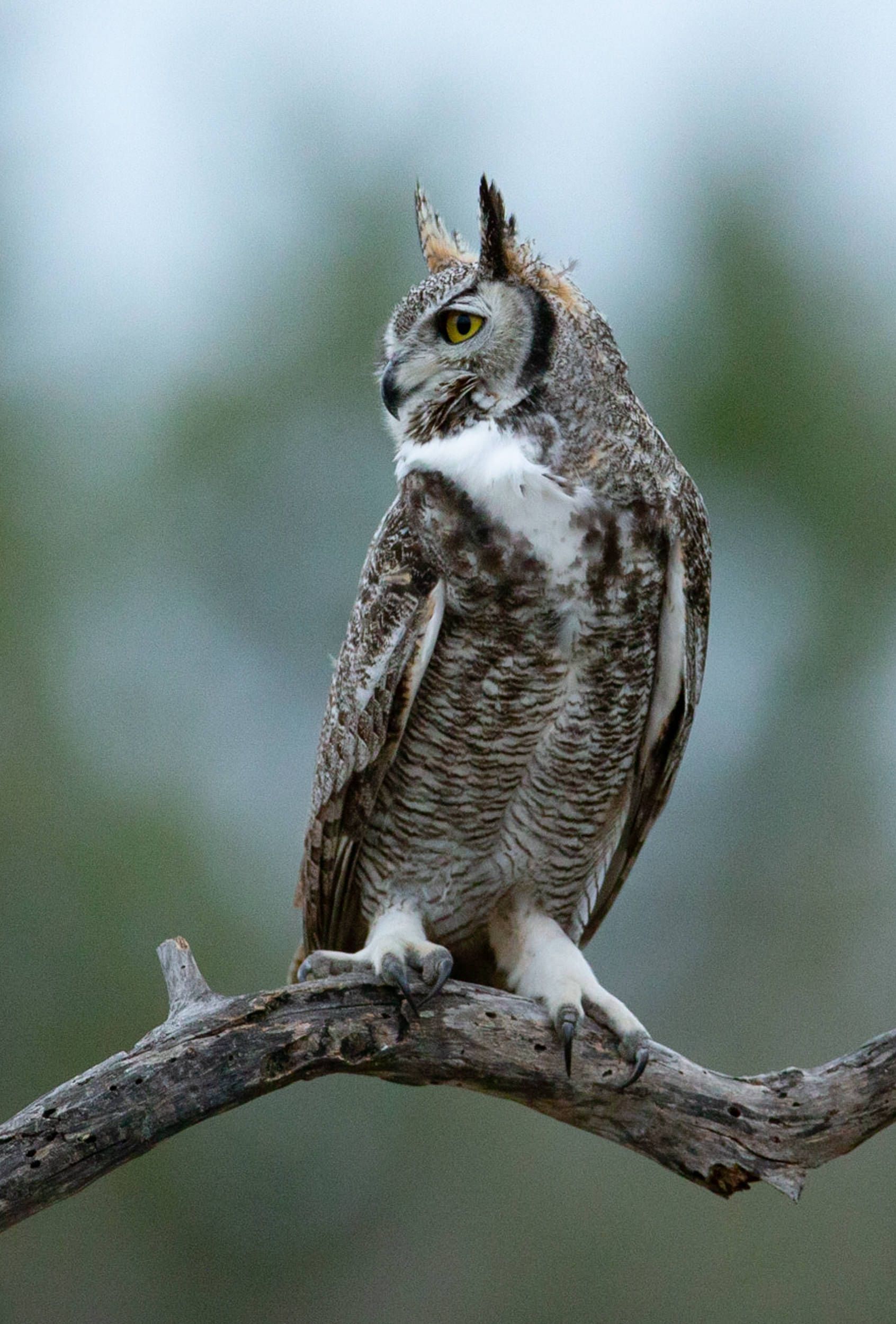A large owl is perched on a tree branch.
