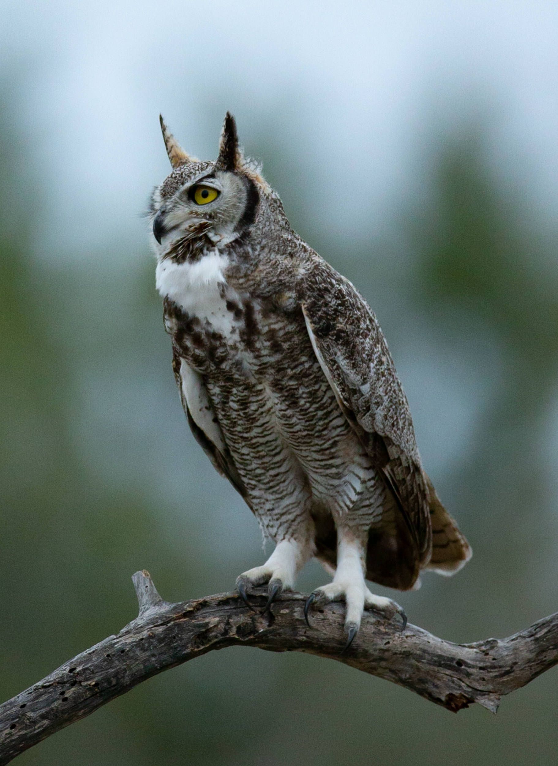 A horned owl perched on a tree branch