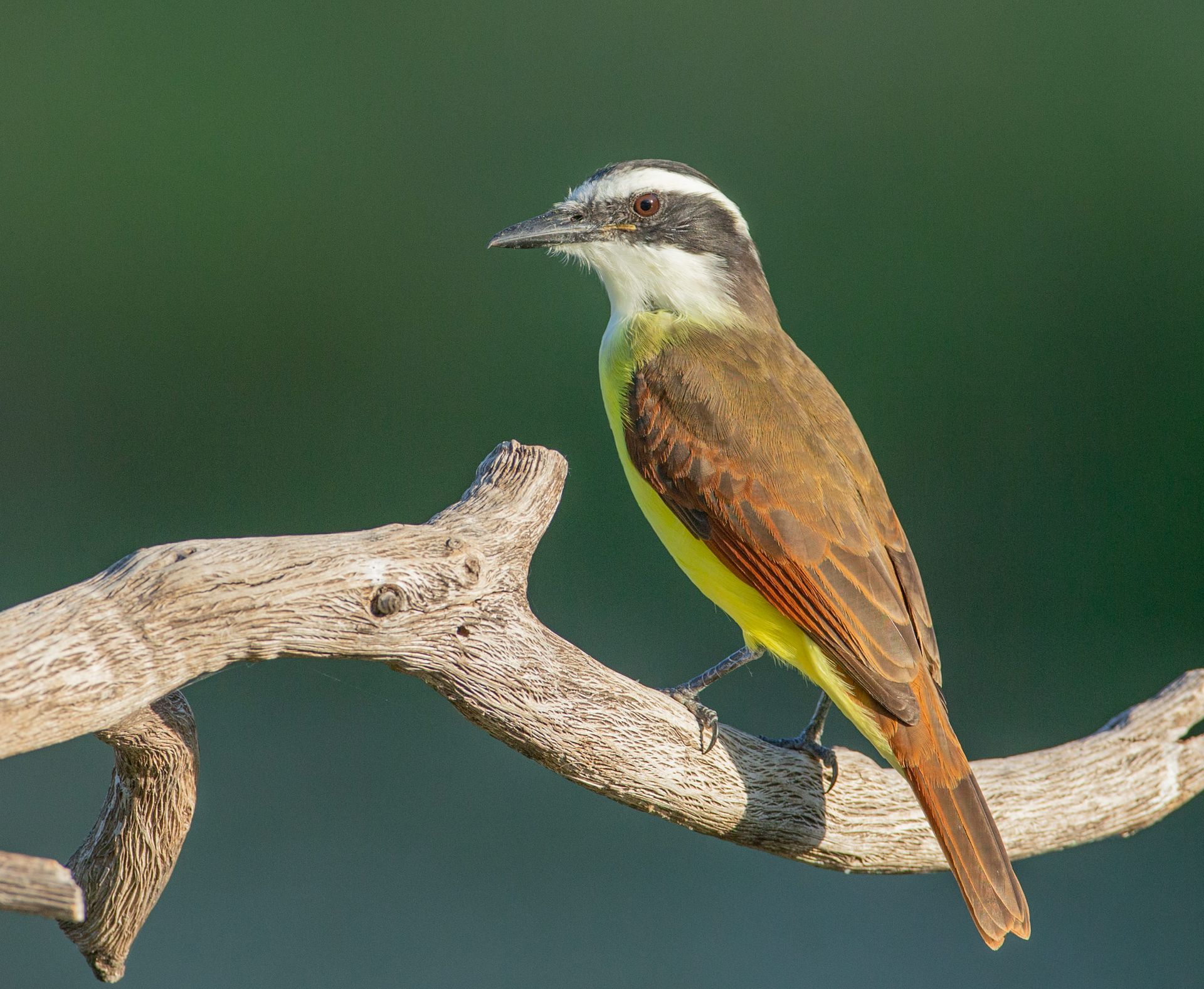 A small brown and yellow bird perched on a branch