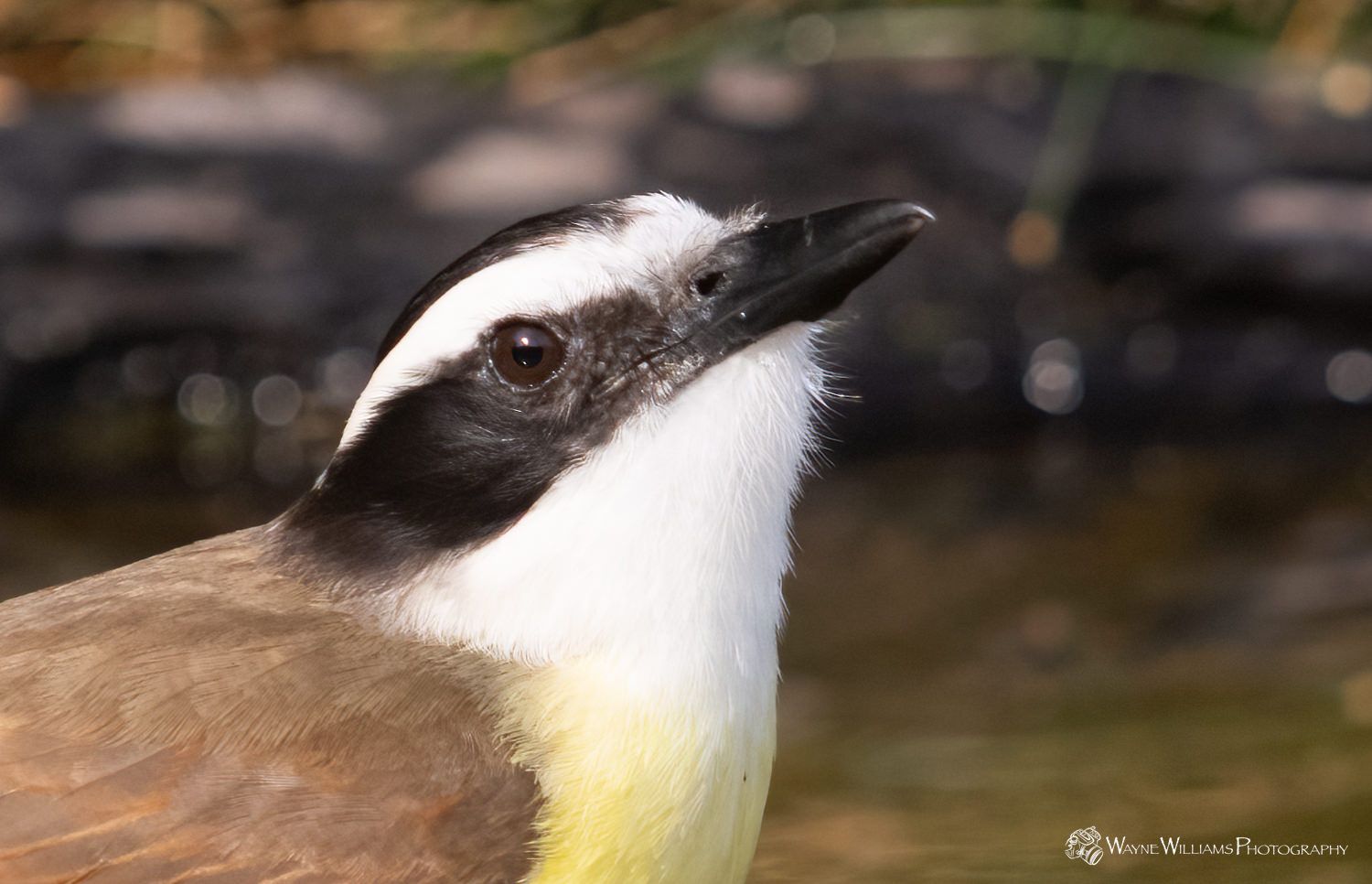 A close up of a bird with a long beak