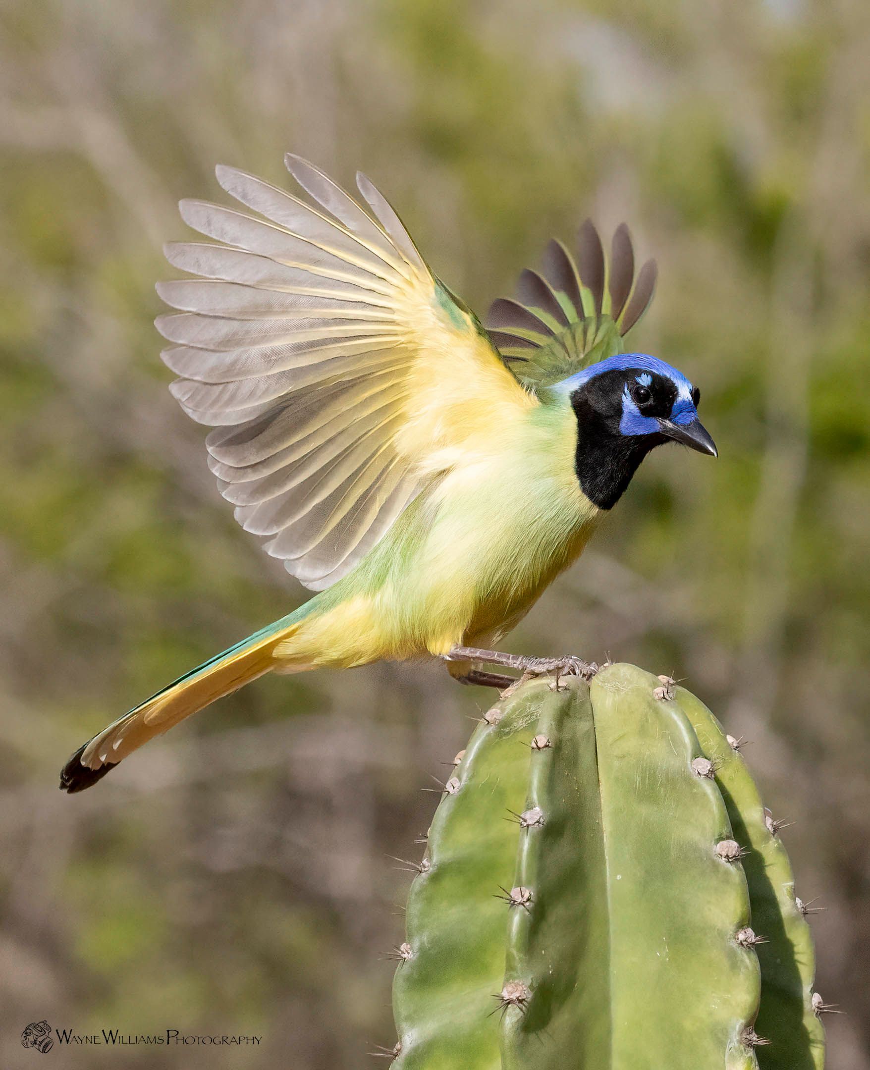 A bird is sitting on top of a cactus with its wings outstretched