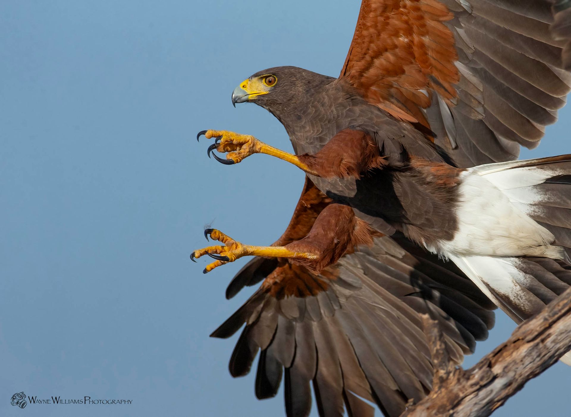 A close up of a bird with its wings outstretched
