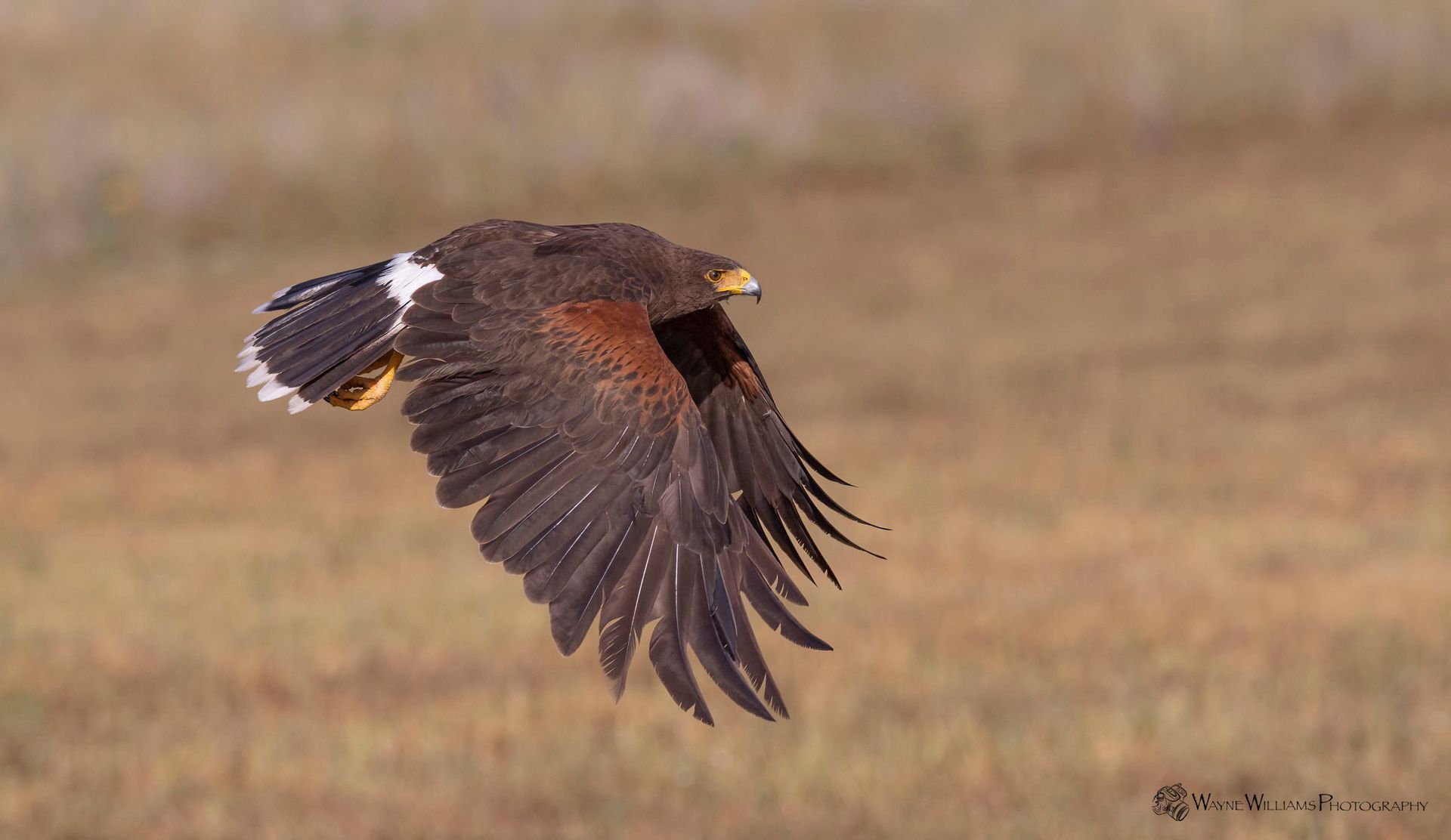 A bird is flying over a field with its wings outstretched.