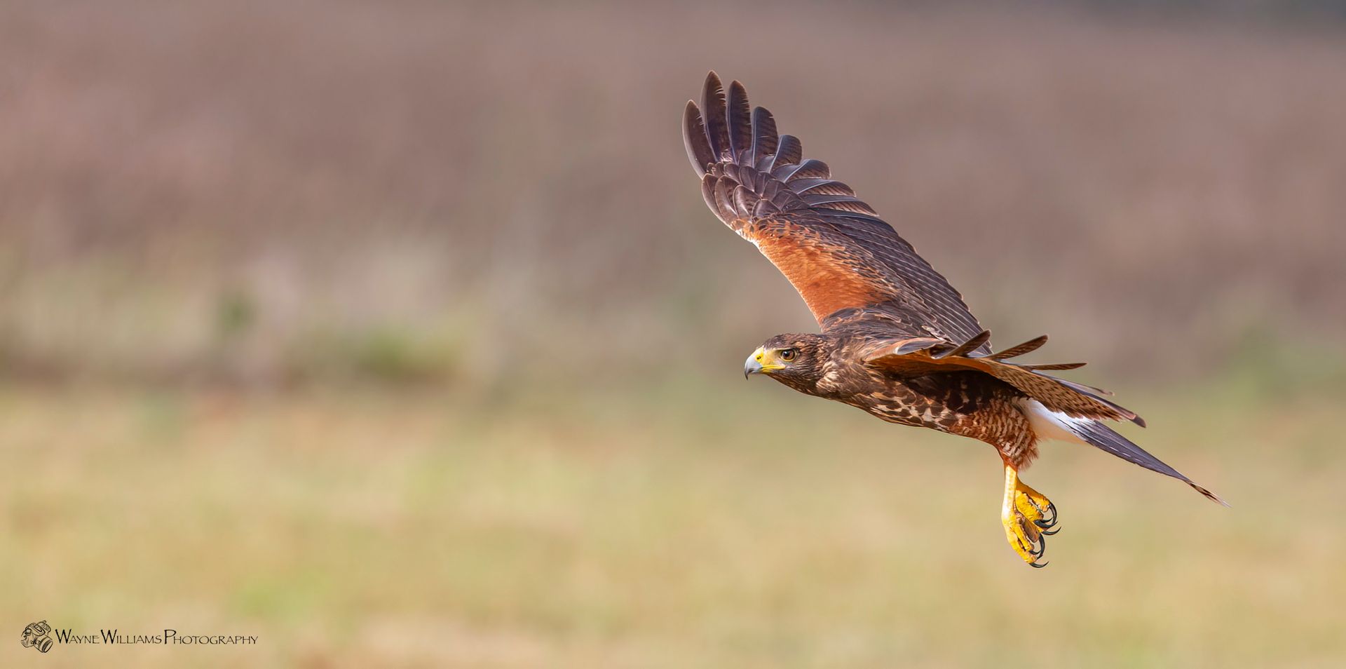 A hawk is flying over a grassy field.
