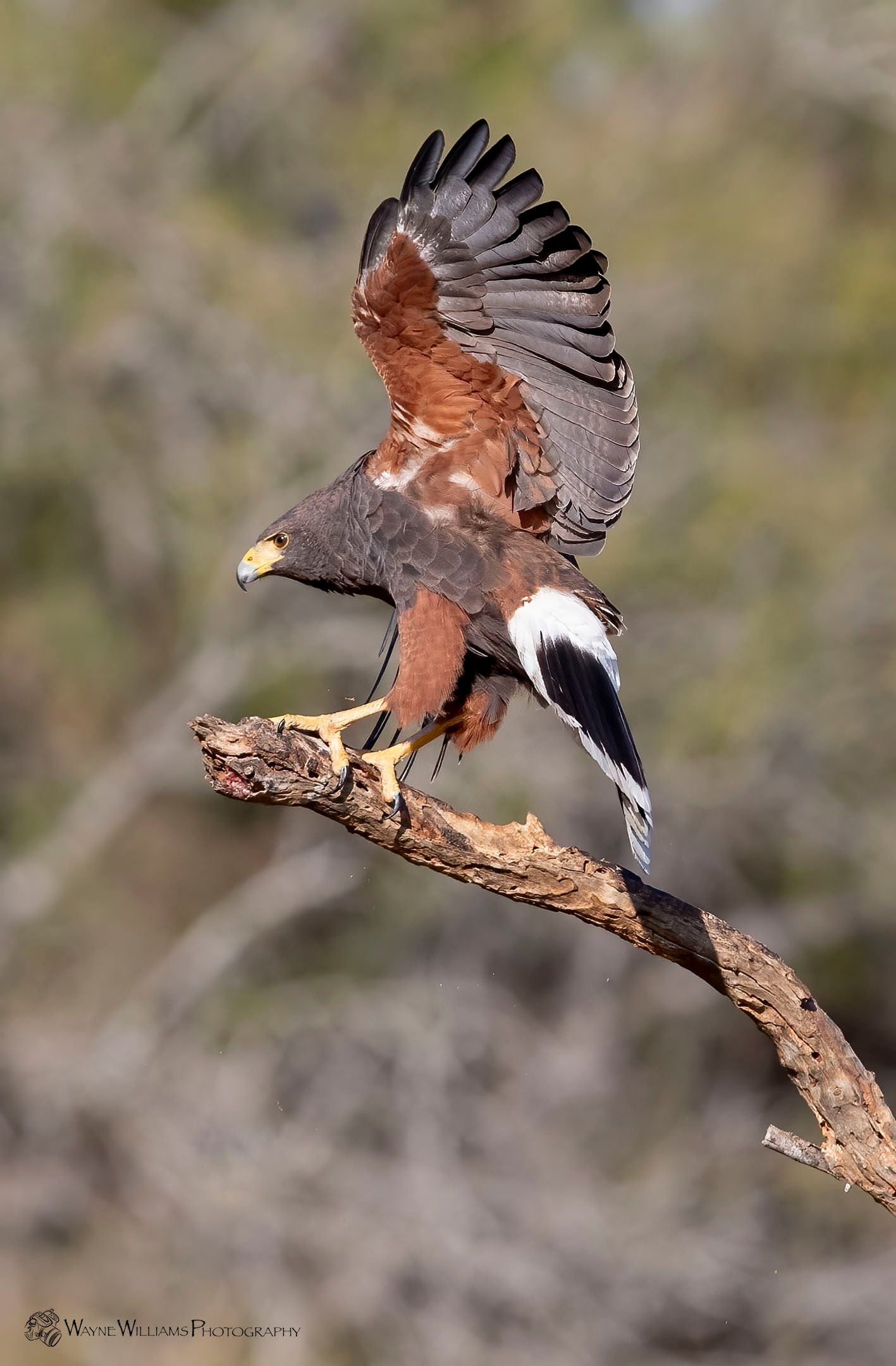 A bird is perched on a branch with its wings spread.