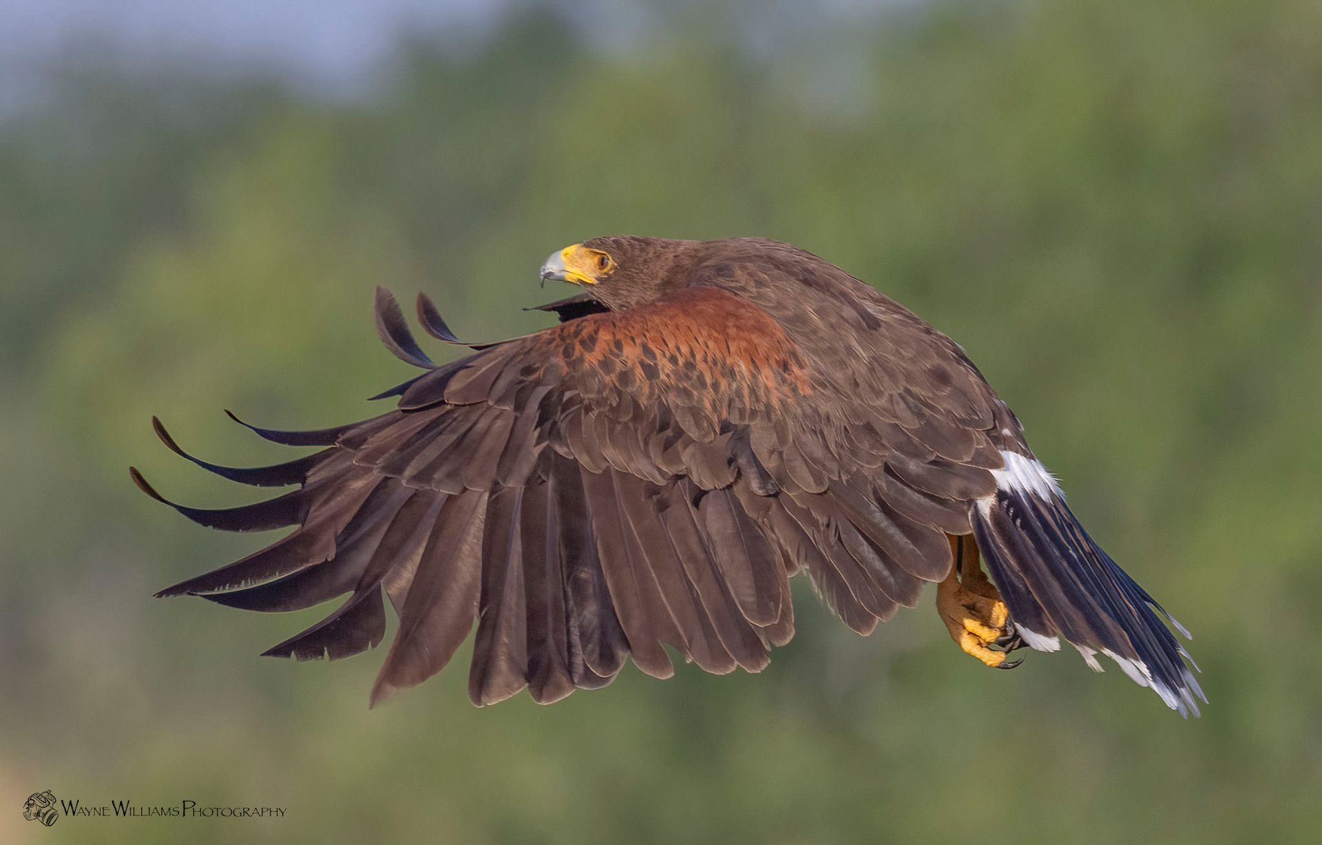 A hawk is flying through the air with its wings spread.
