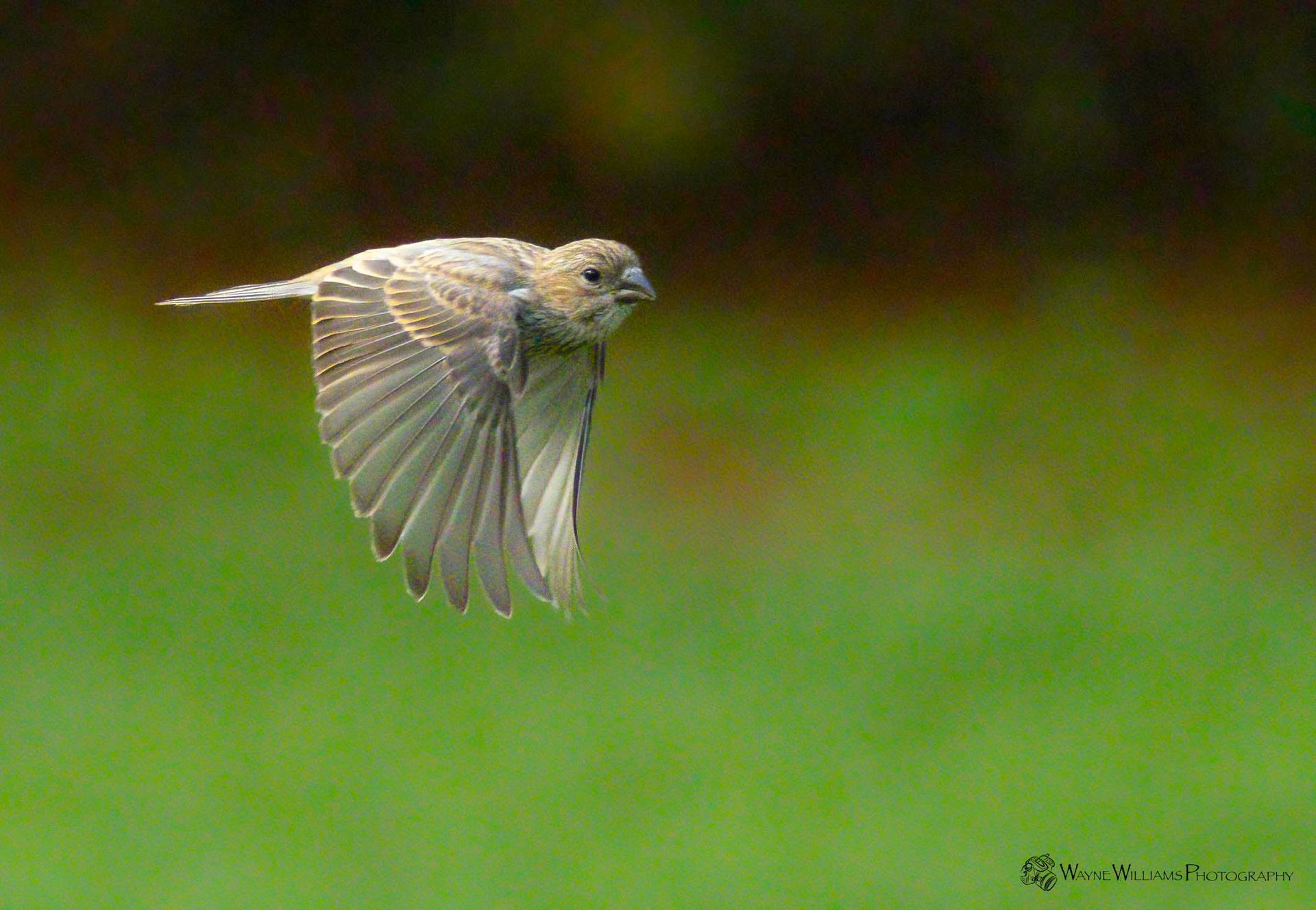 A small bird is flying over a green field.