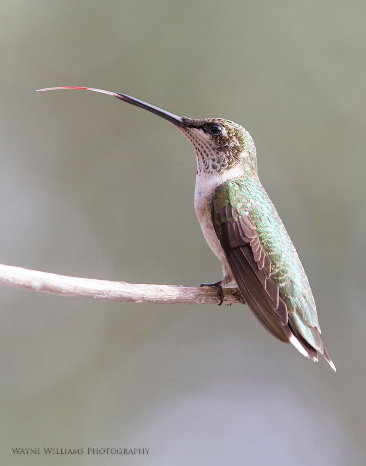 A hummingbird perched on a branch with its beak extended.