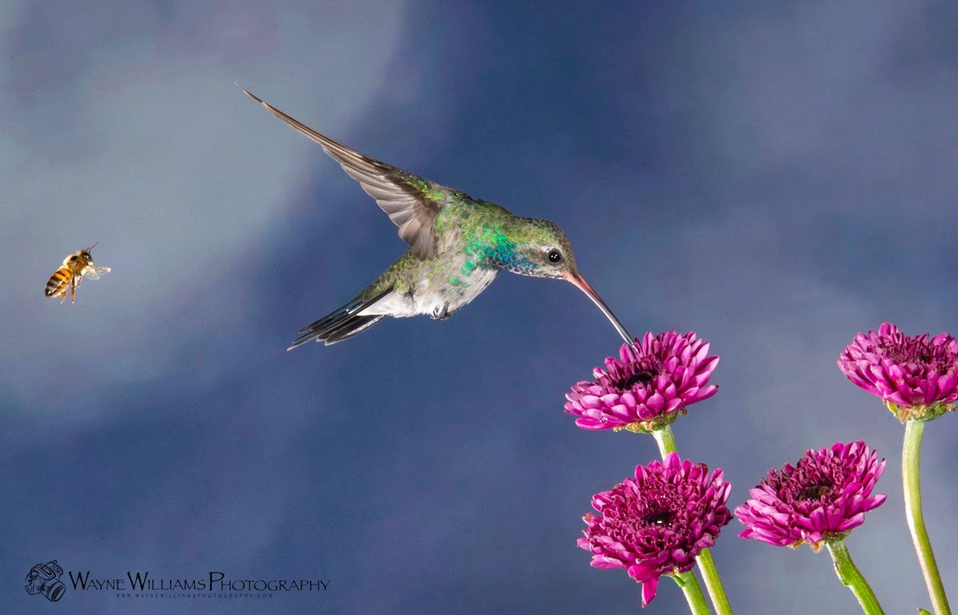 A hummingbird is flying over a bunch of purple flowers