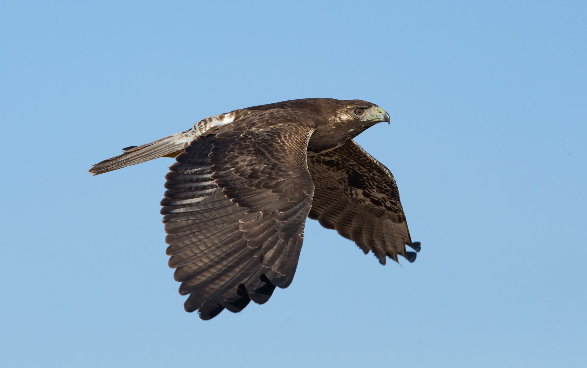 A bird is flying through a blue sky with its wings spread