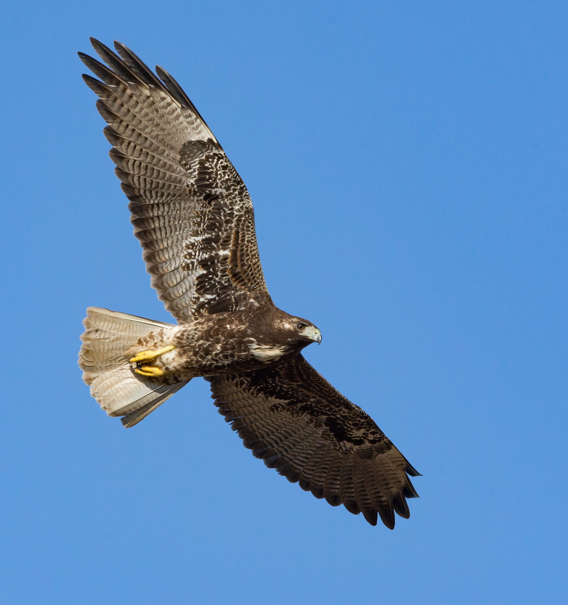 A bird with a yellow beak is flying in a blue sky