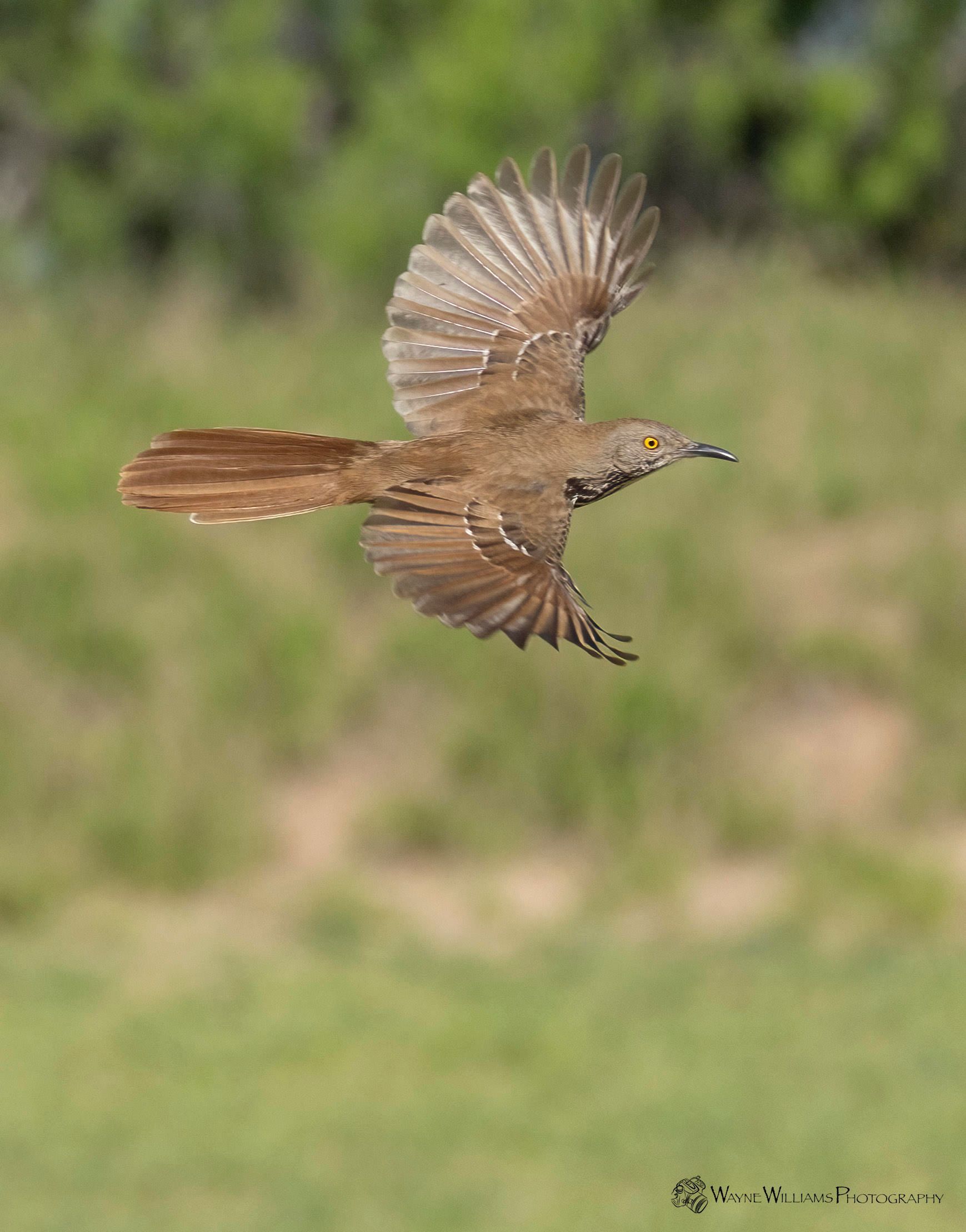 A brown bird is flying over a grassy field.