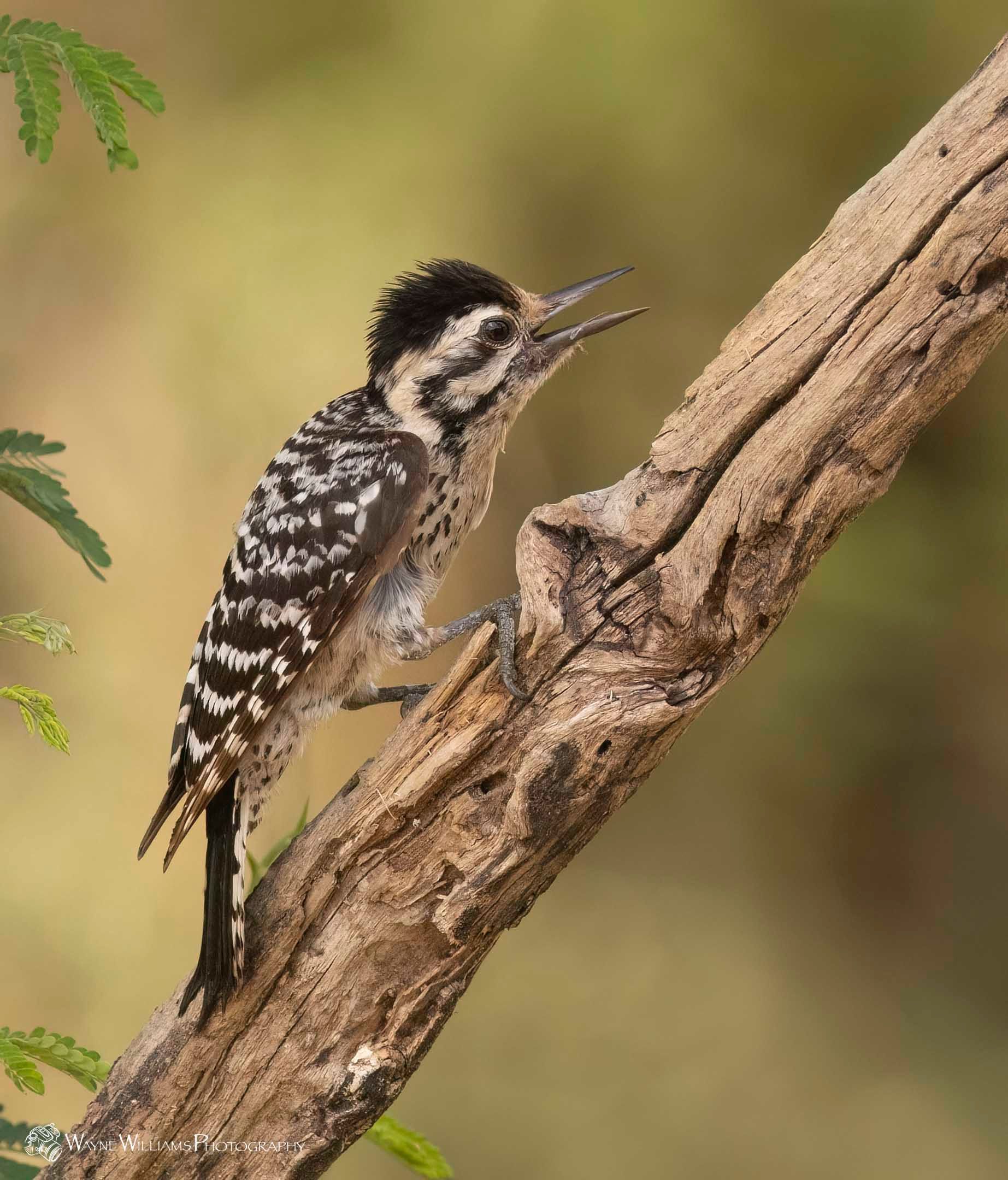 A woodpecker perched on a tree branch with its beak open.