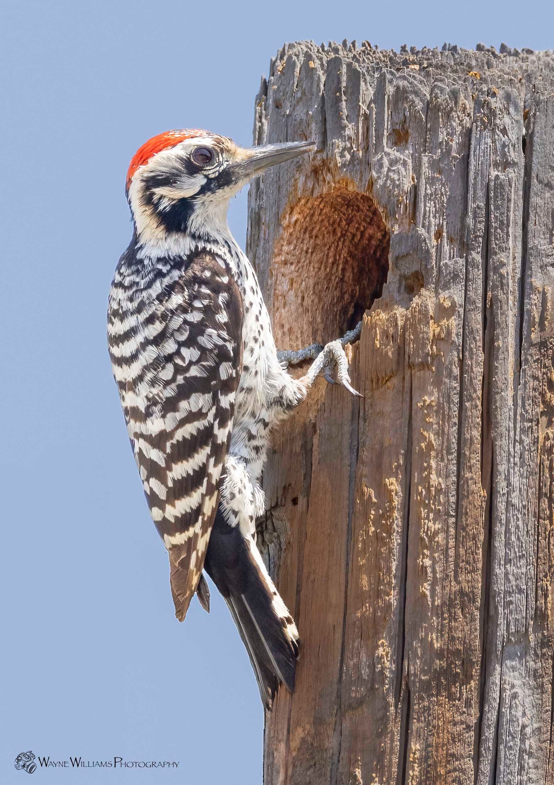 A woodpecker perched on top of a wooden post