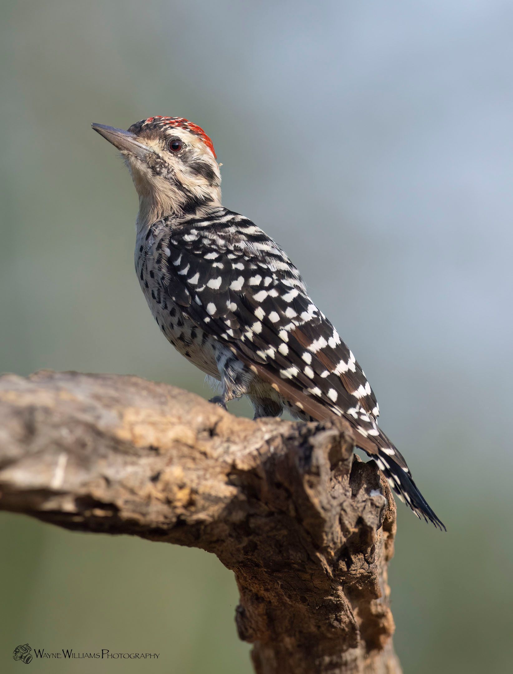 A black and white woodpecker perched on a tree branch