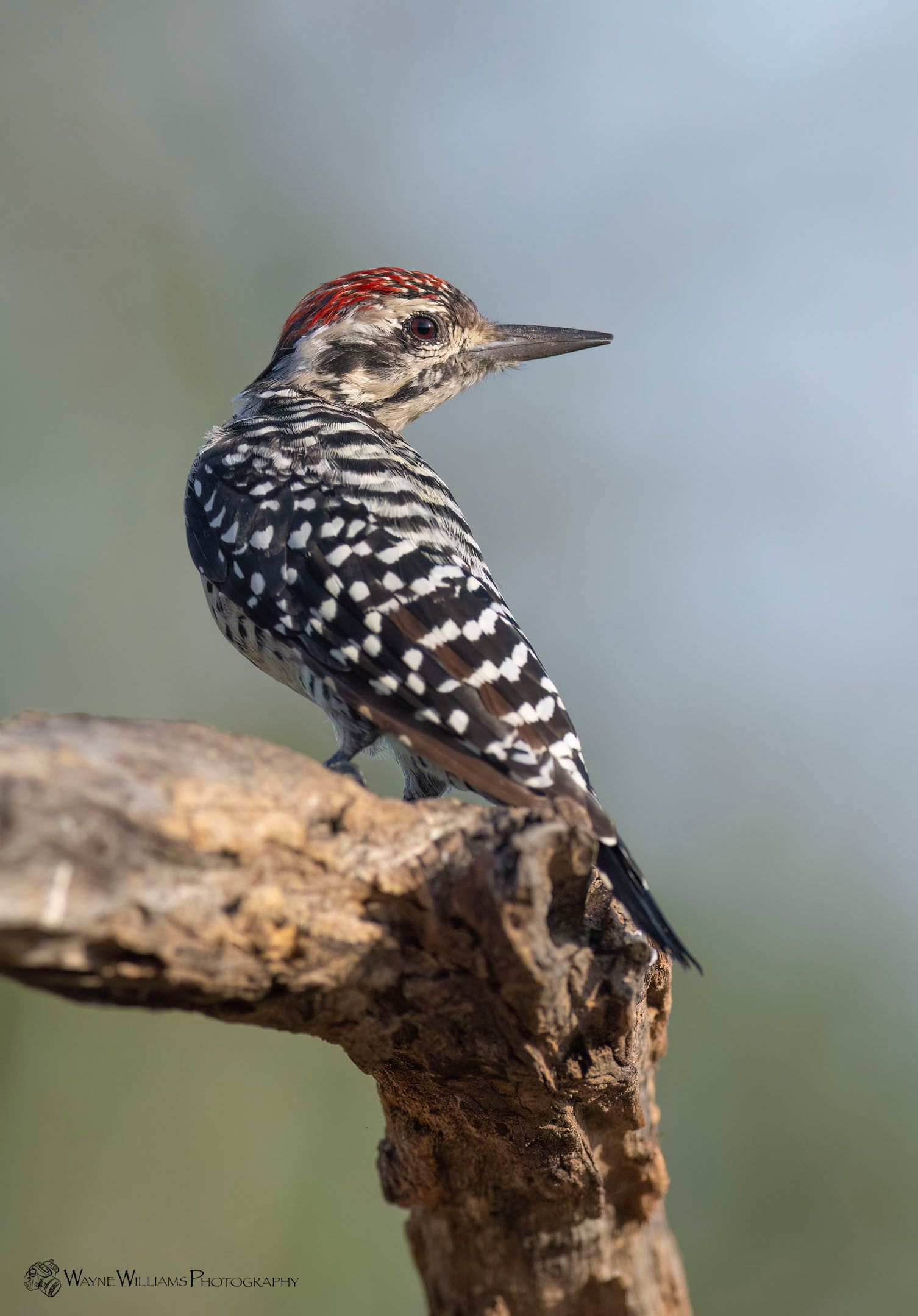 A small bird perched on top of a pine tree branch.