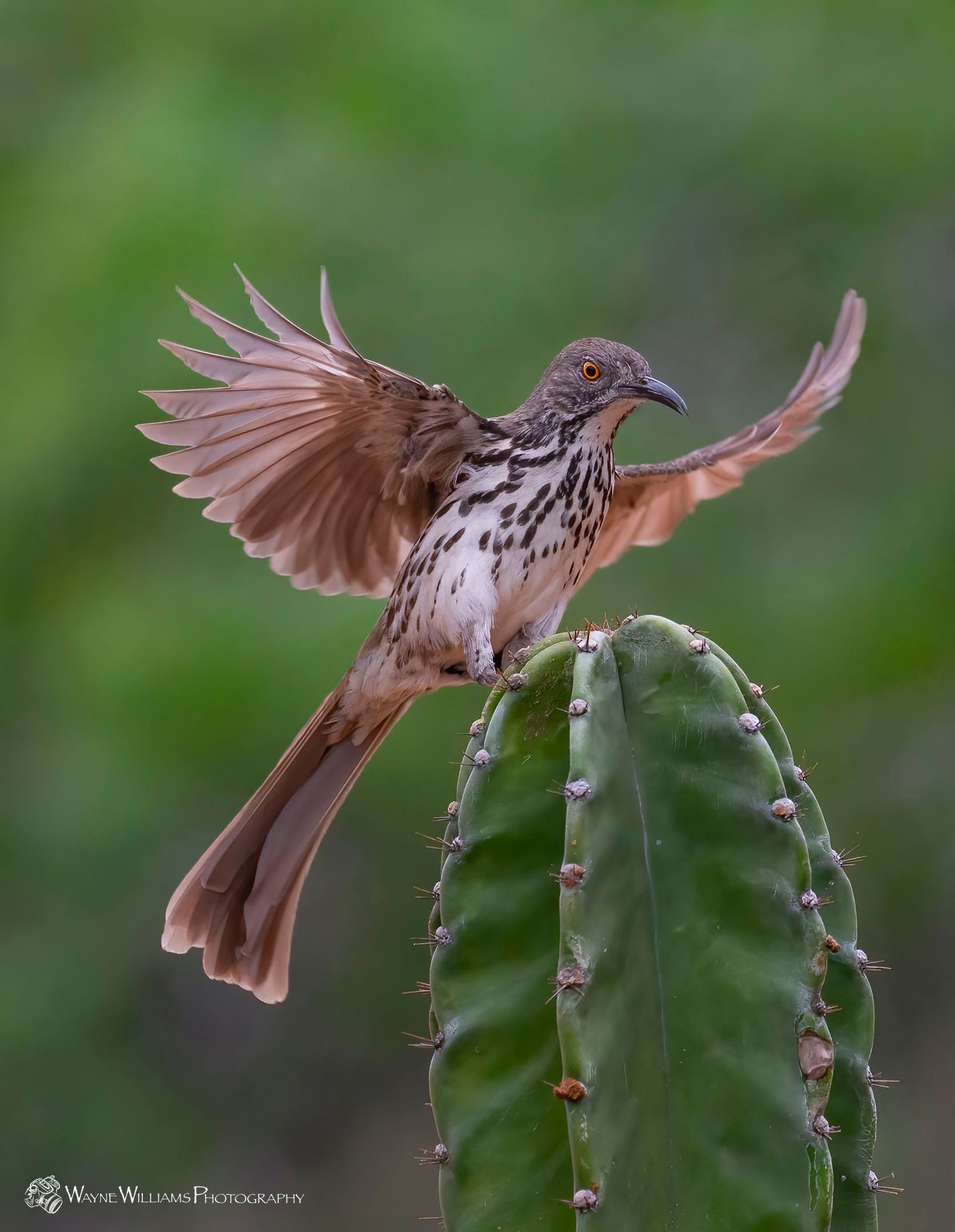 A bird is sitting on top of a cactus with its wings outstretched.