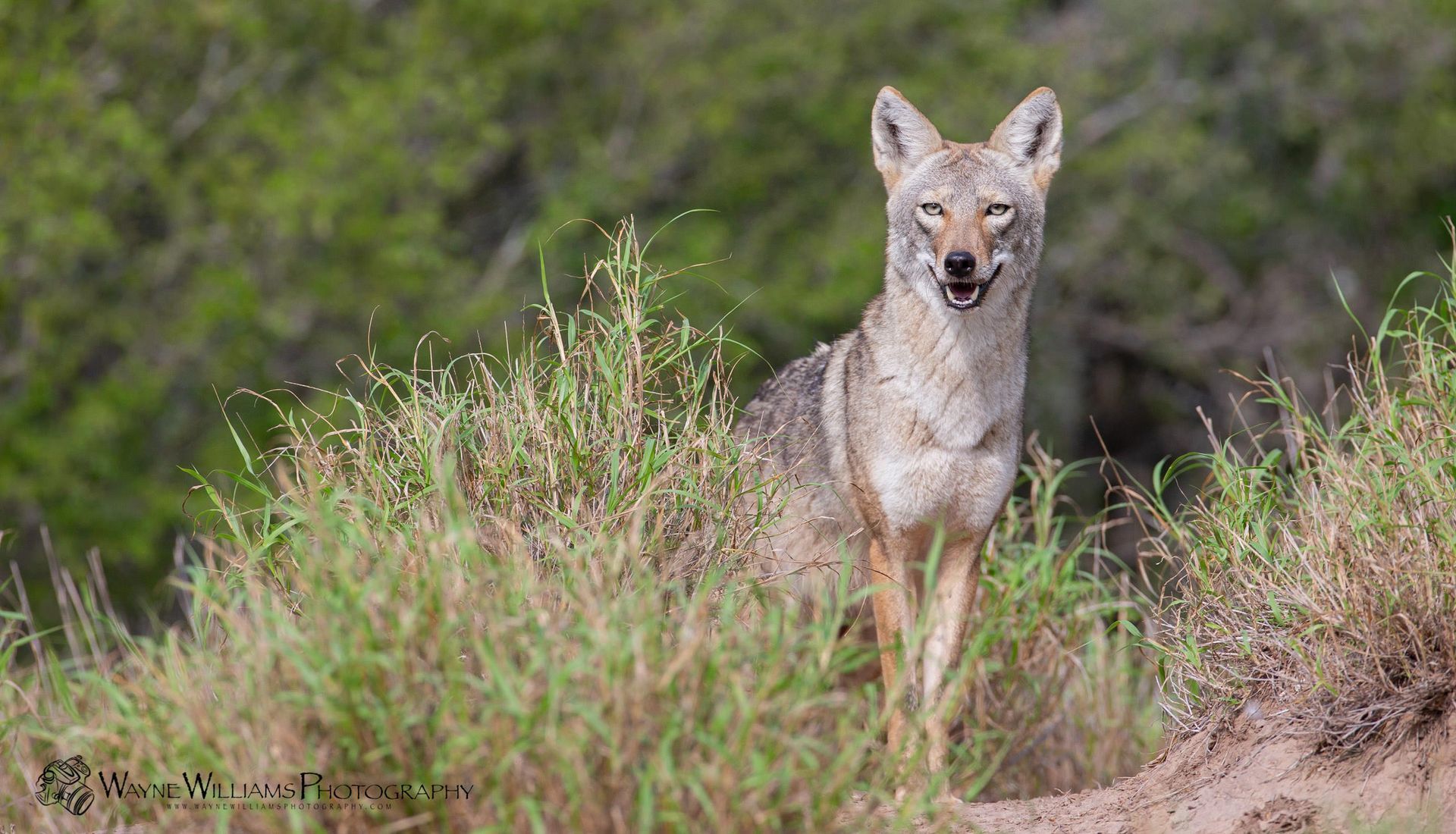 A coyote is standing in the grass looking at the camera.
