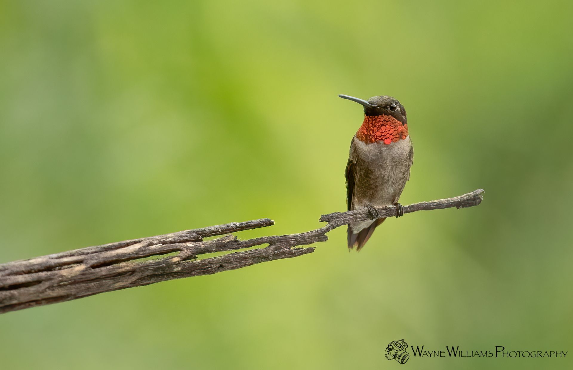 A hummingbird perched on a branch with a green background.