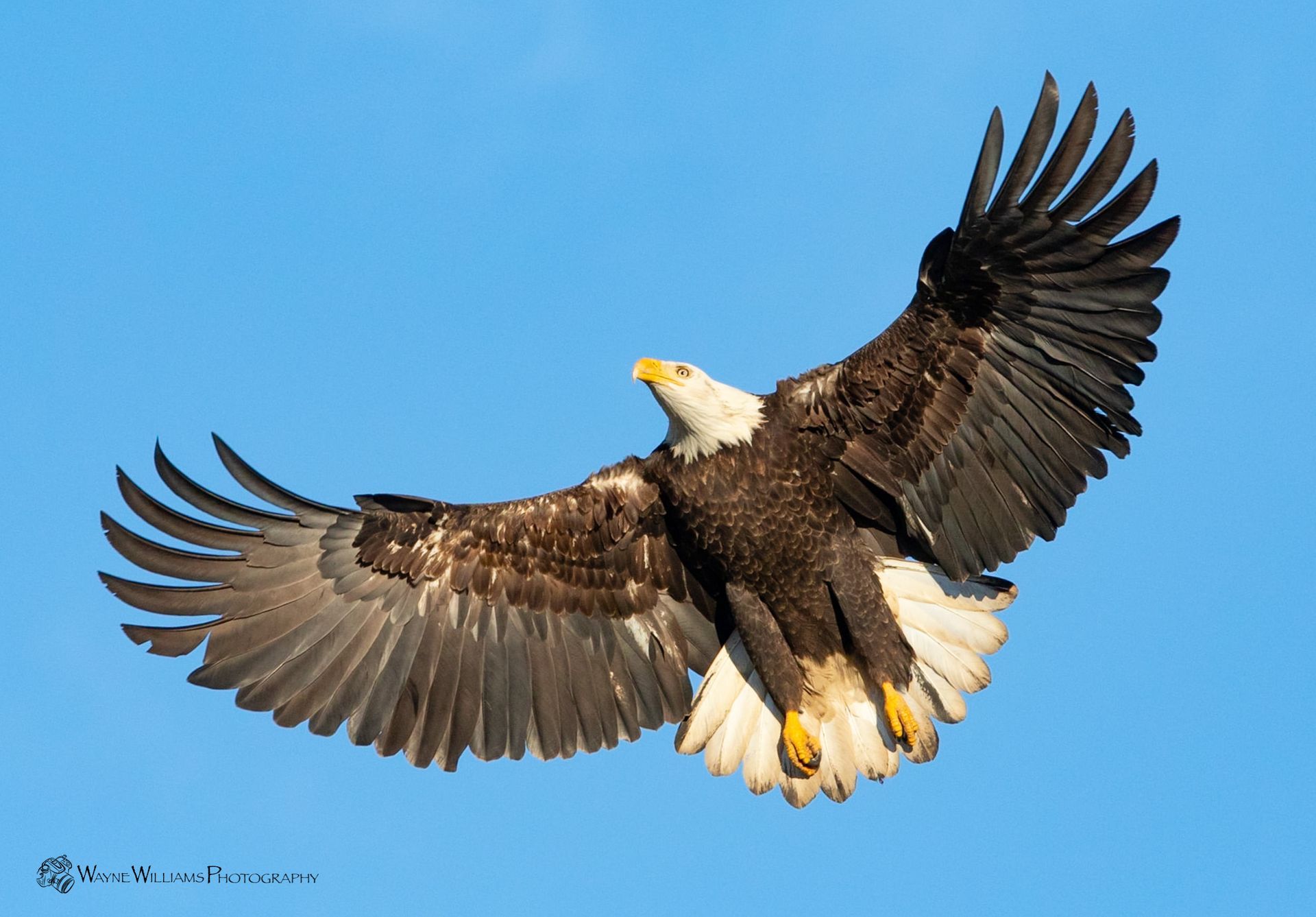 A bald eagle is flying through a blue sky with its wings spread.