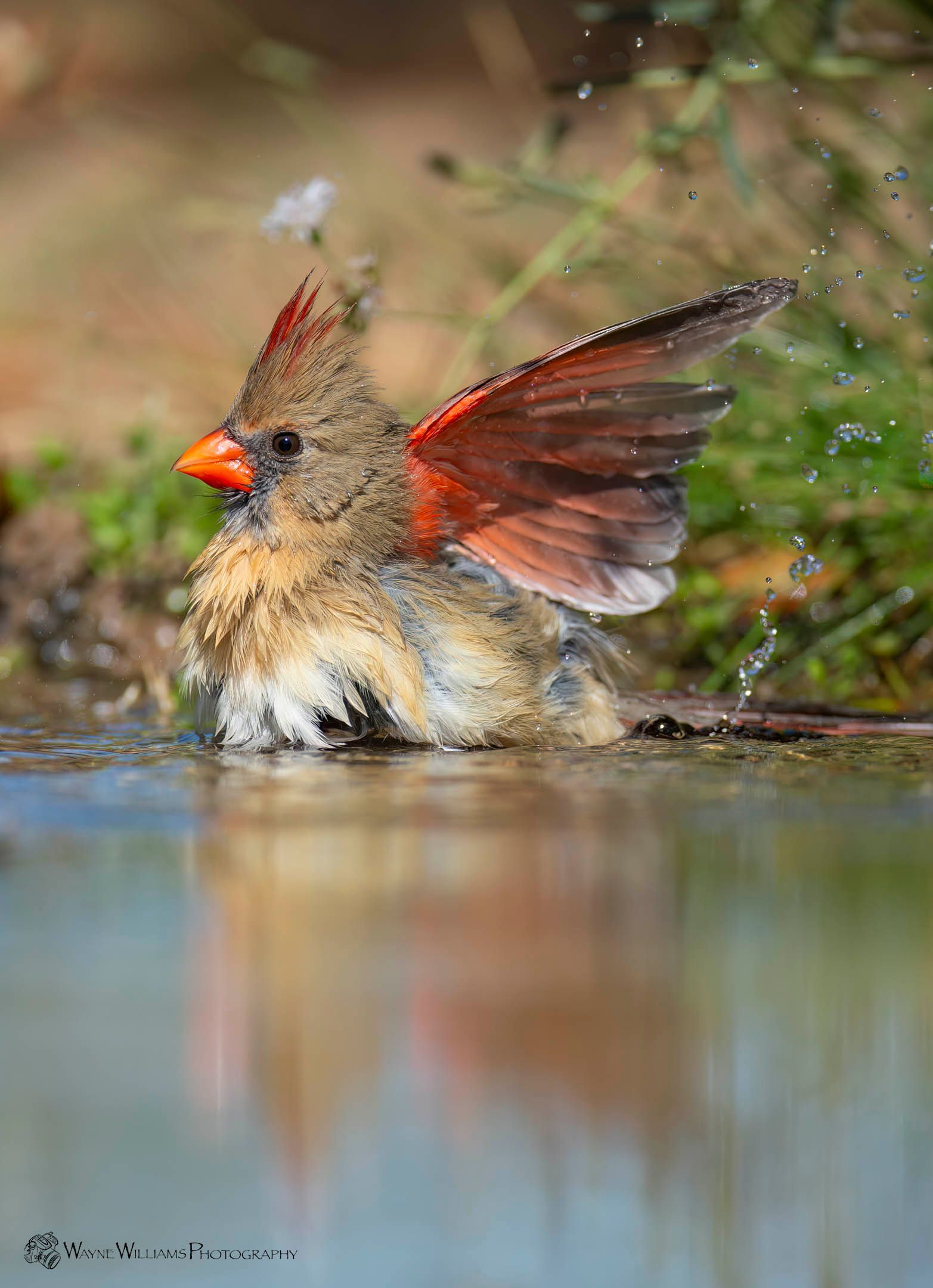 A bird is taking a bath in a pond.