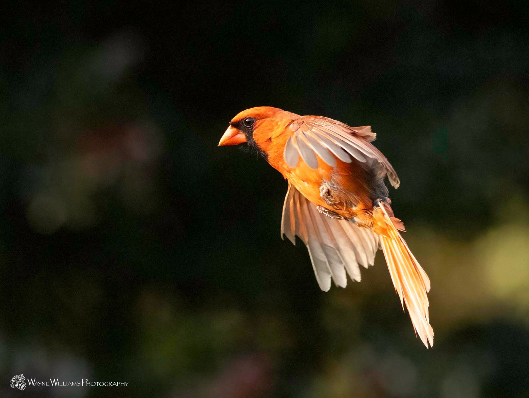 An orange bird is flying in the air with its wings spread