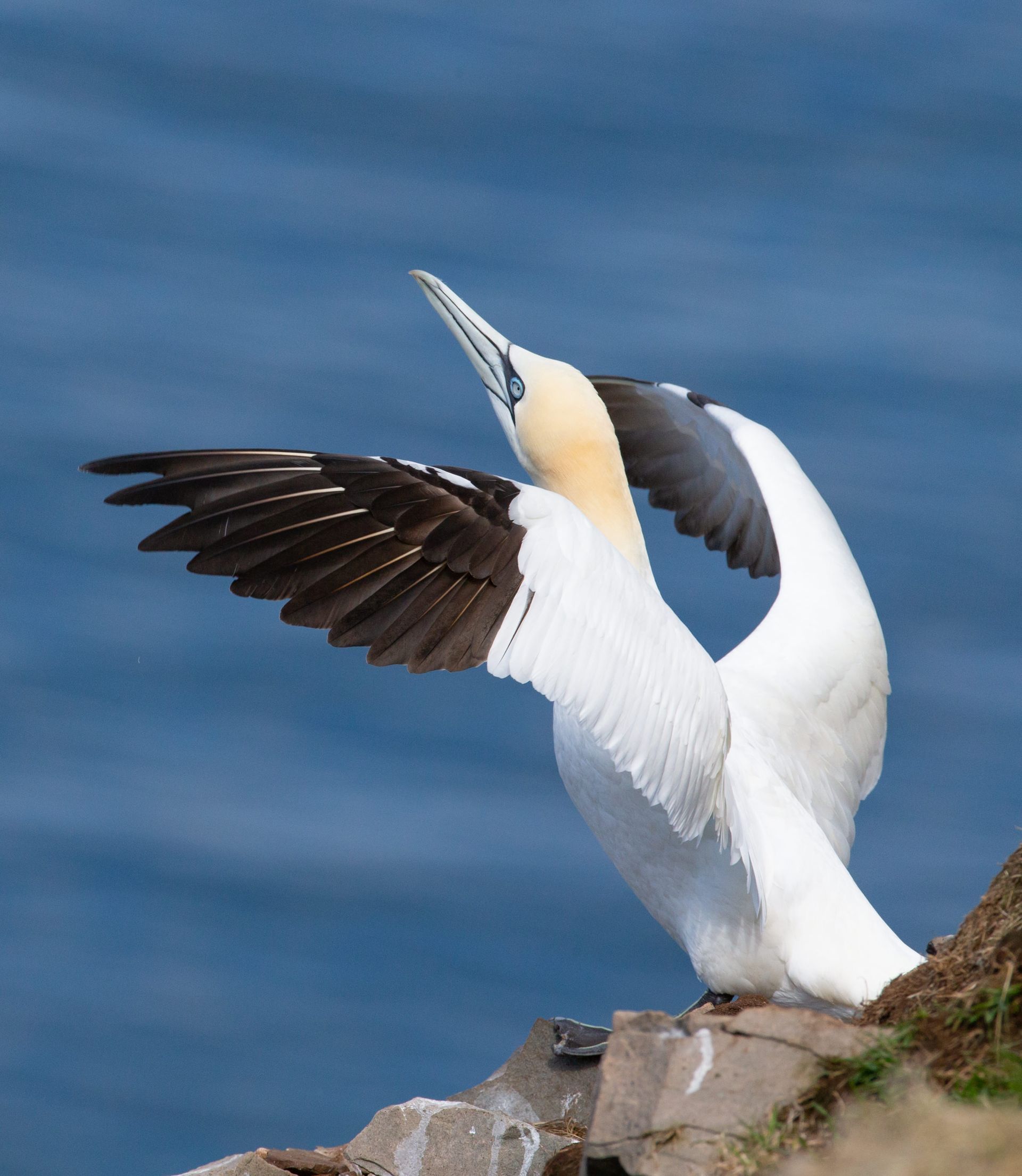A white and brown bird is standing on a rock near the ocean