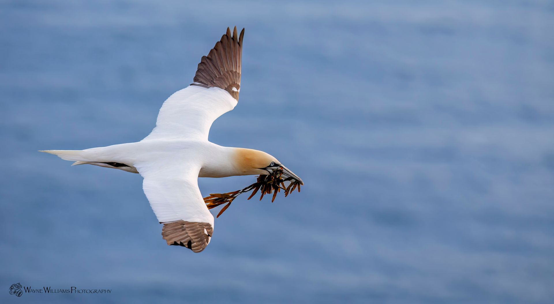A bird is flying over the ocean with a fish in its beak.