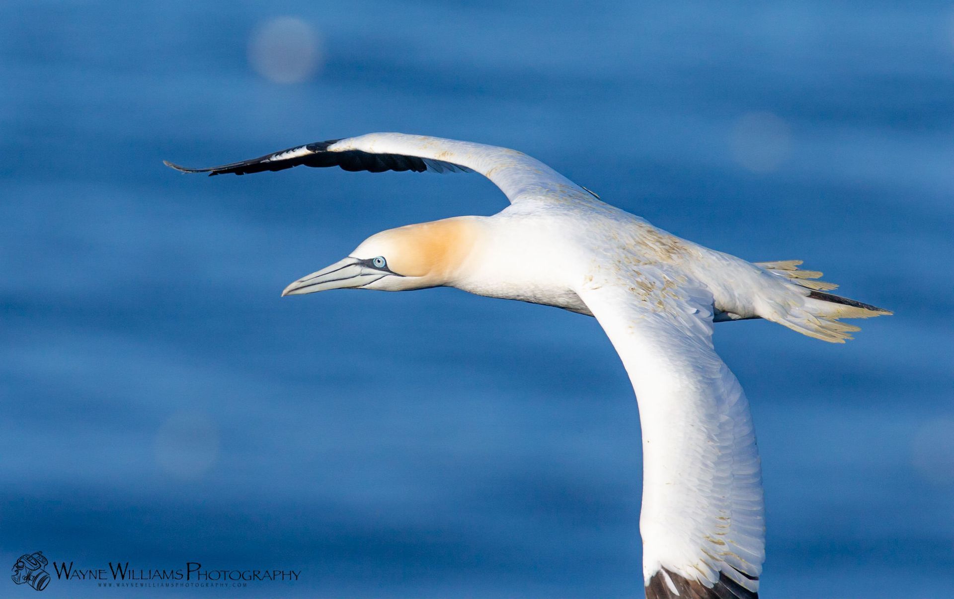 A white and brown bird is flying over the ocean.