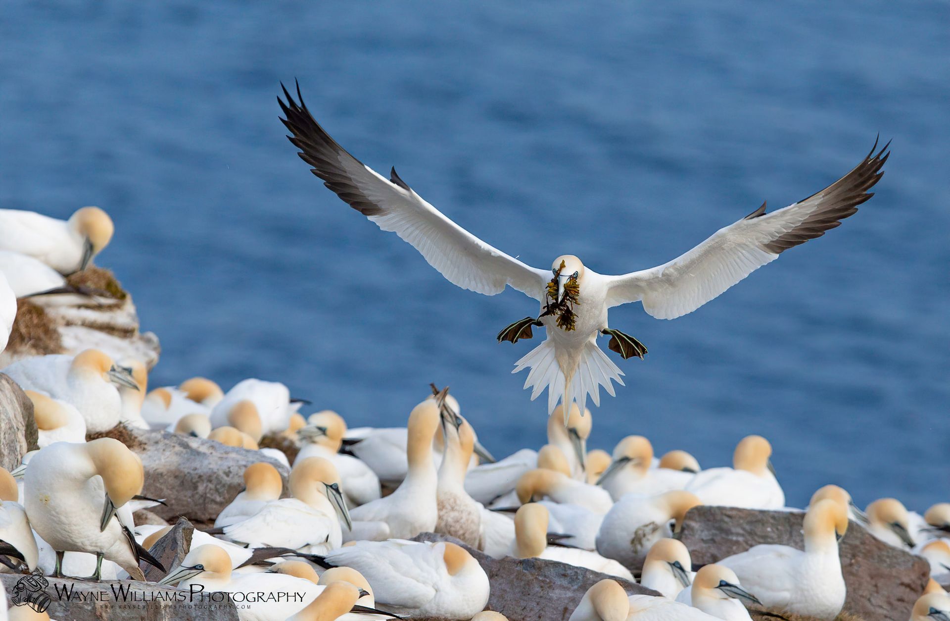 A seagull is flying over a flock of seagulls