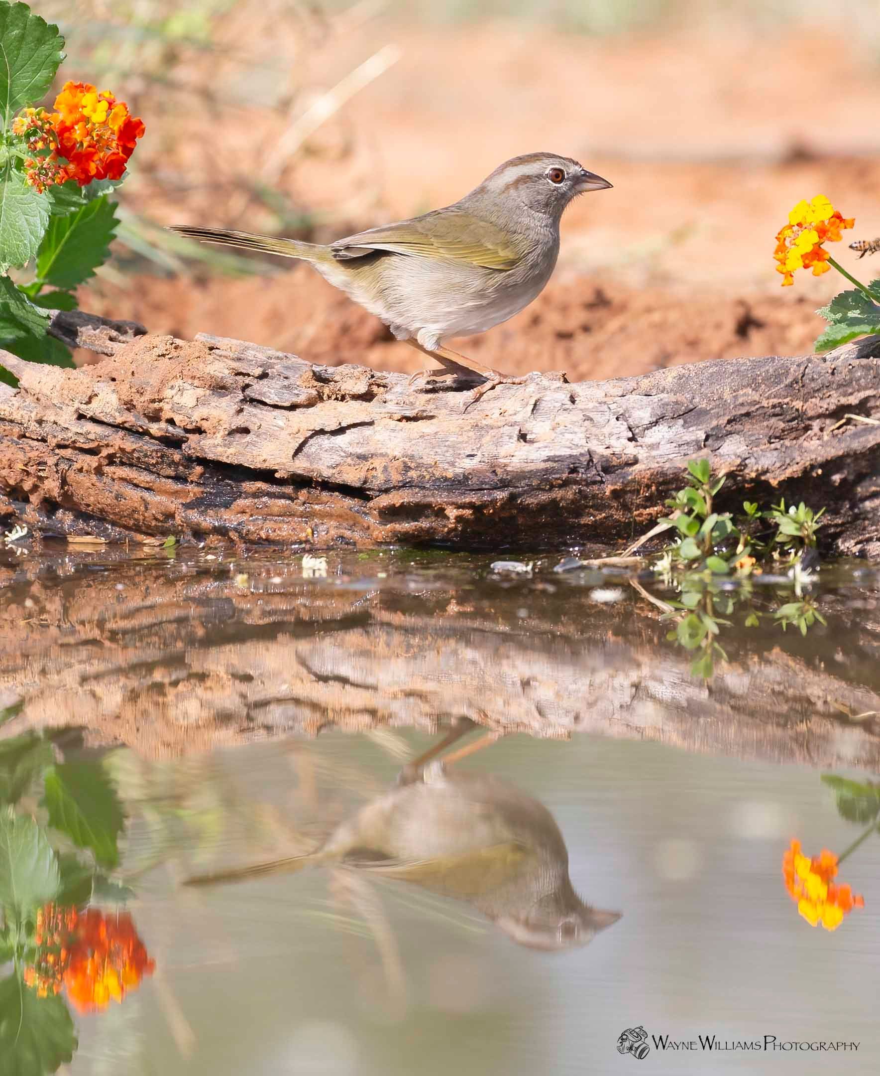 A small bird is perched on a log next to a body of water.