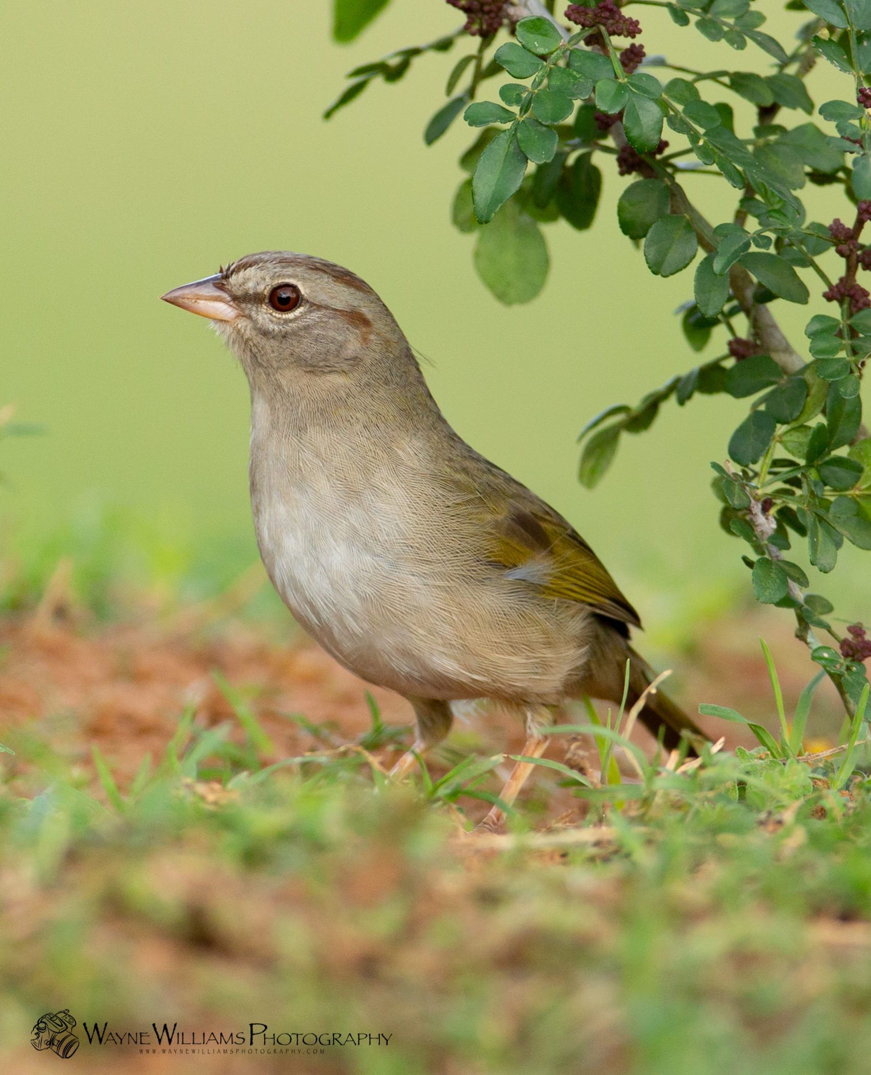 A small bird is standing in the grass near a tree.