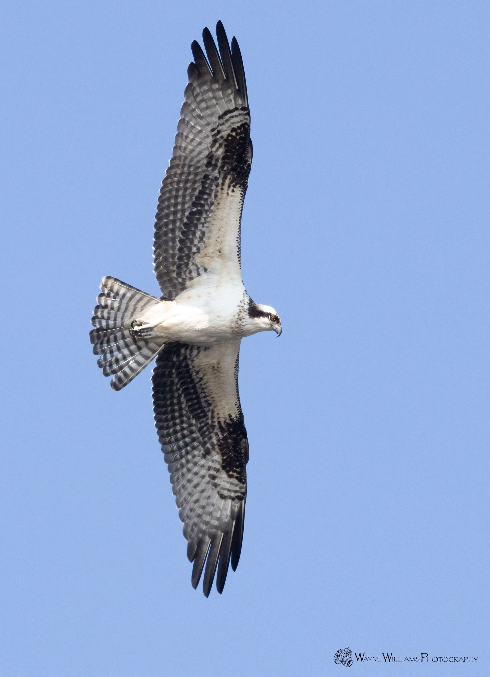 A bird is flying in a blue sky with the year 2011 on the bottom