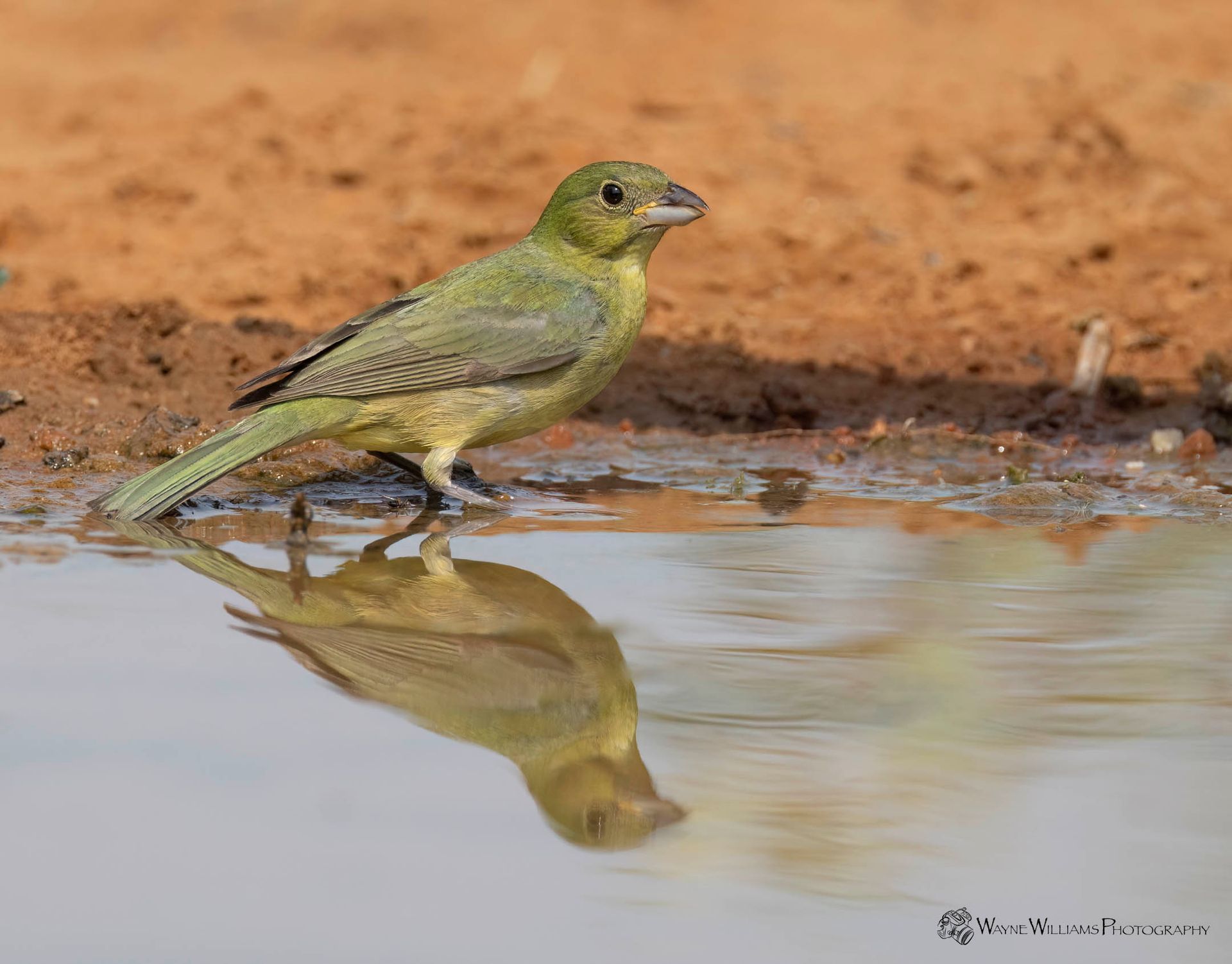 A small green bird is standing in a puddle of water.