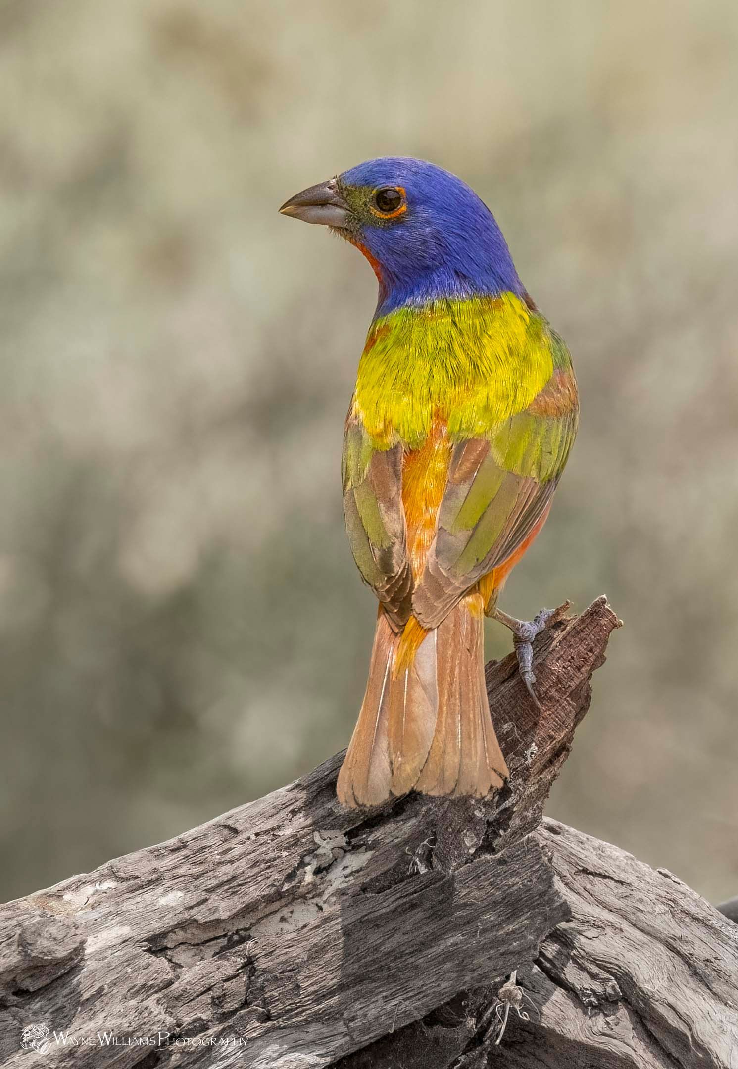 A colorful bird perched on a tree branch.