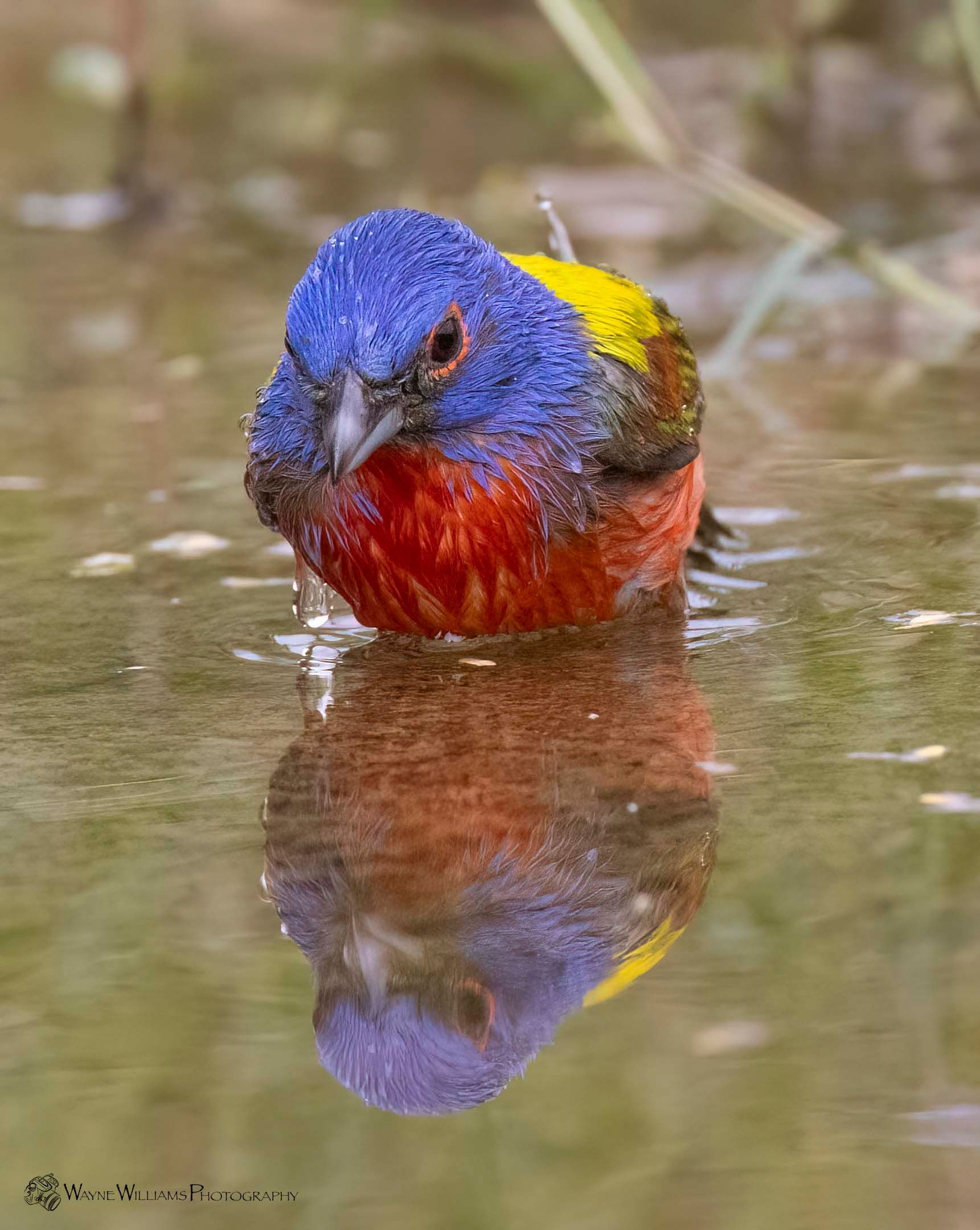 A colorful bird is standing in the water and looking at the camera.
