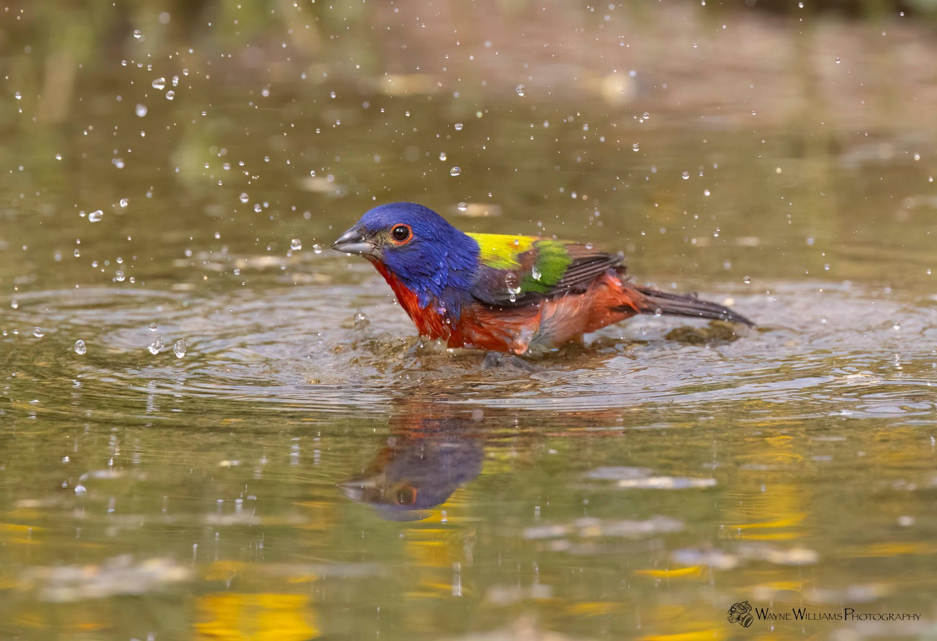 A colorful bird is taking a bath in a pond.