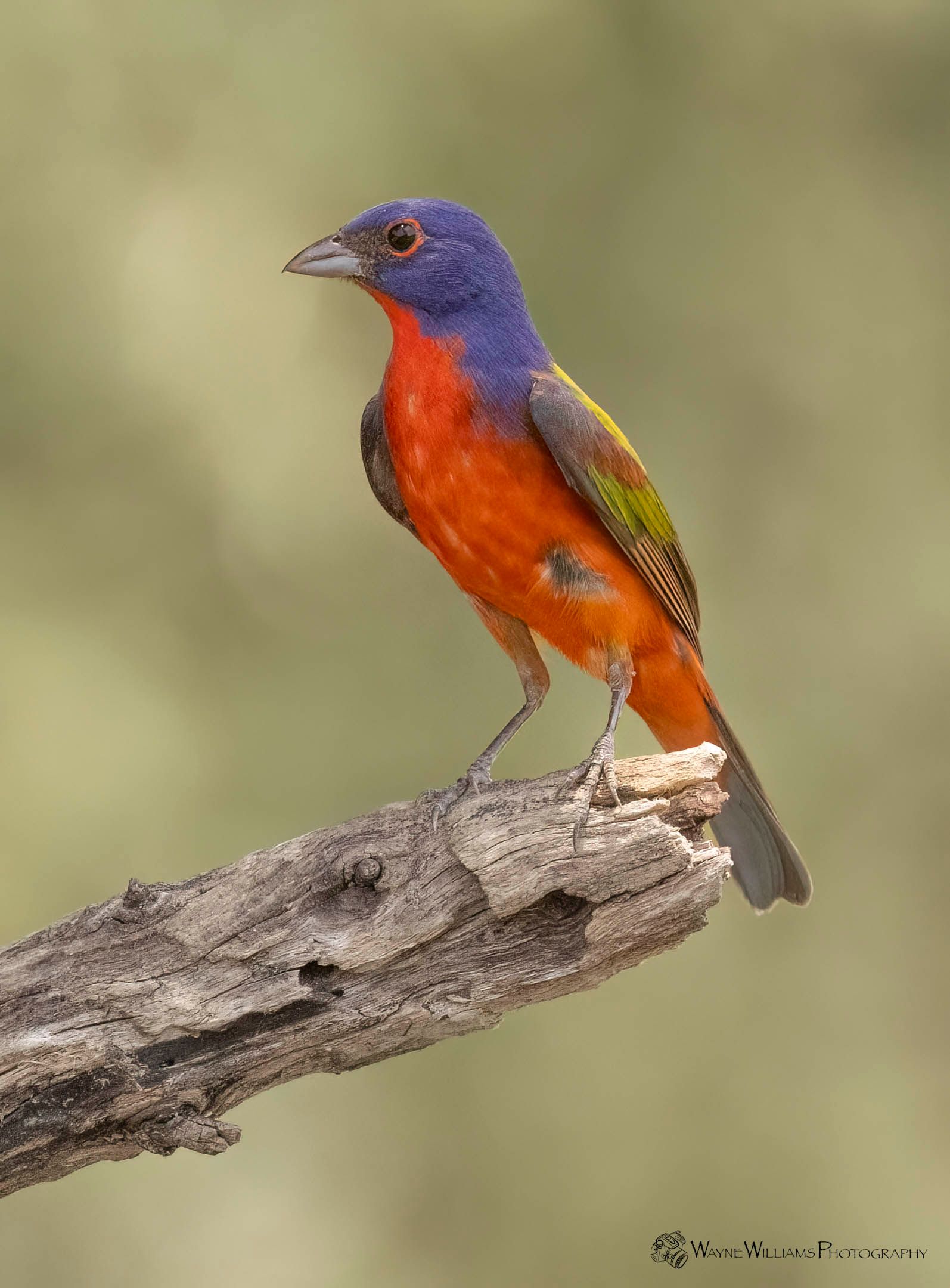 A colorful bird perched on a tree branch.