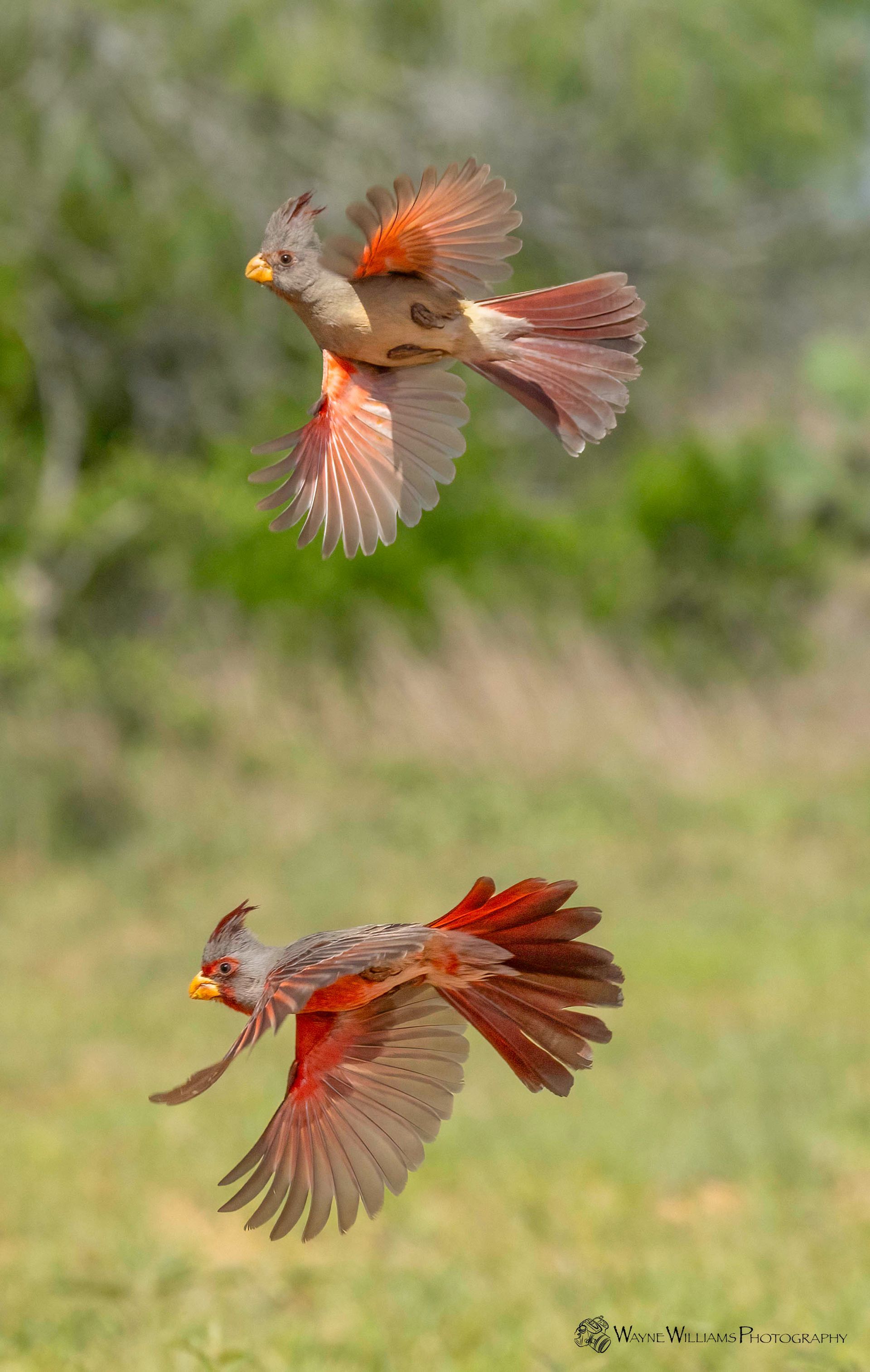 Two birds are flying in the air in a field.