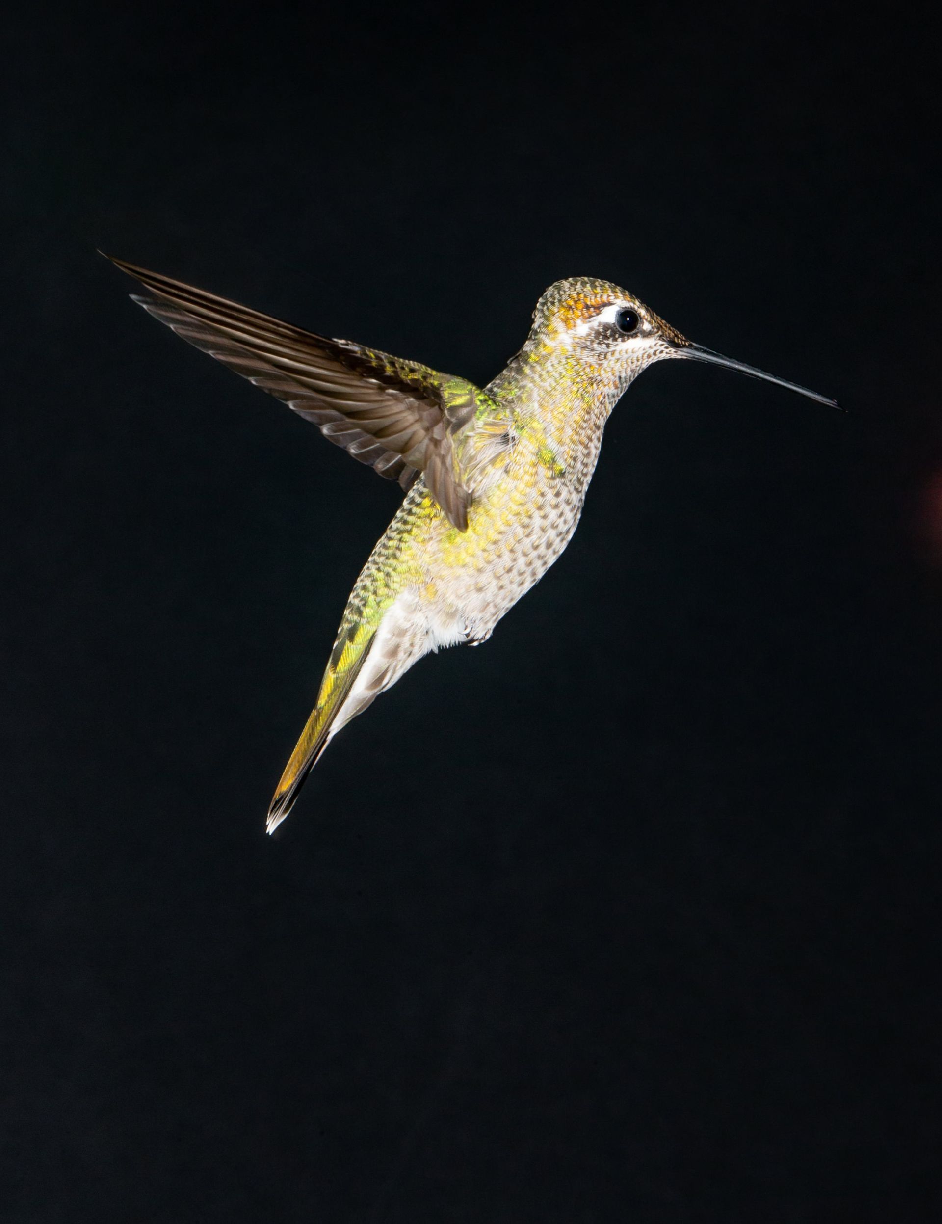 A hummingbird is flying in the dark with a black background.