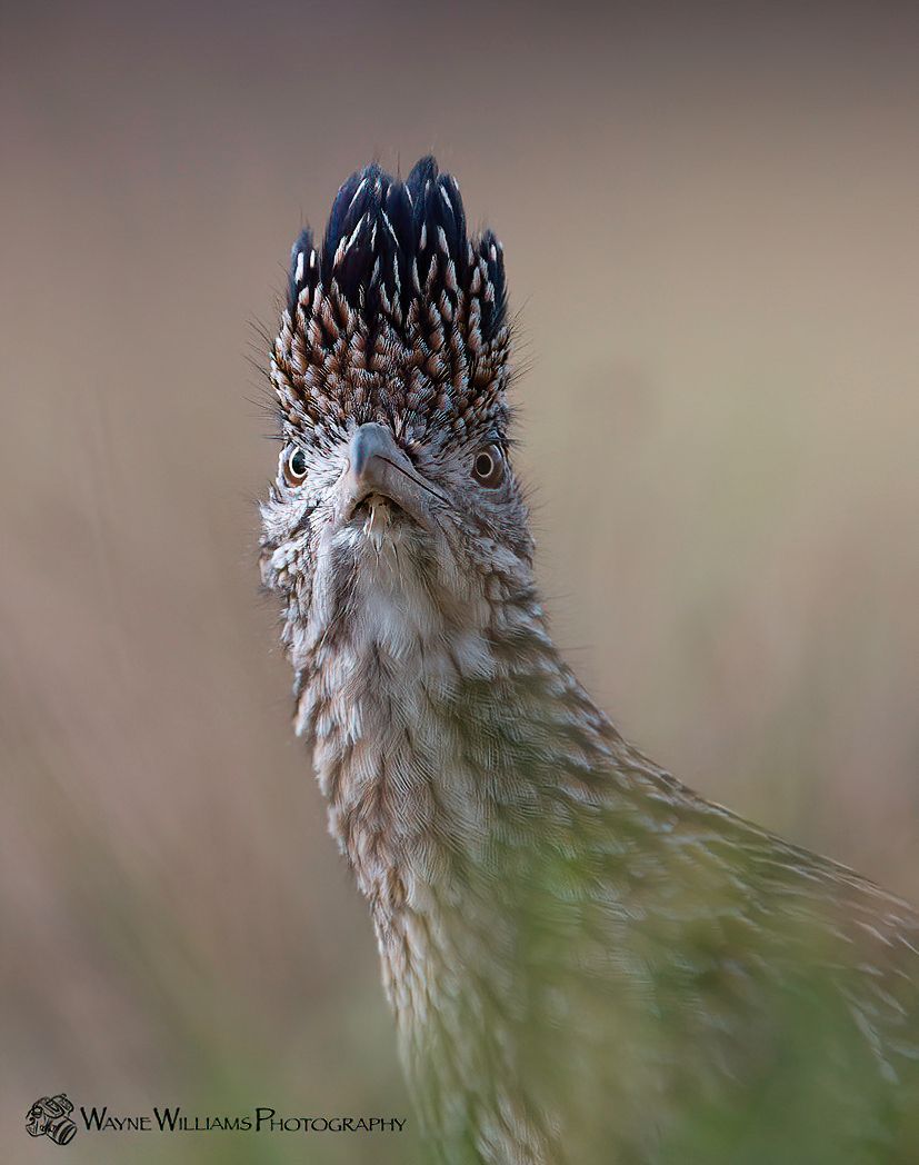 A close up of a bird 's head with a long neck.