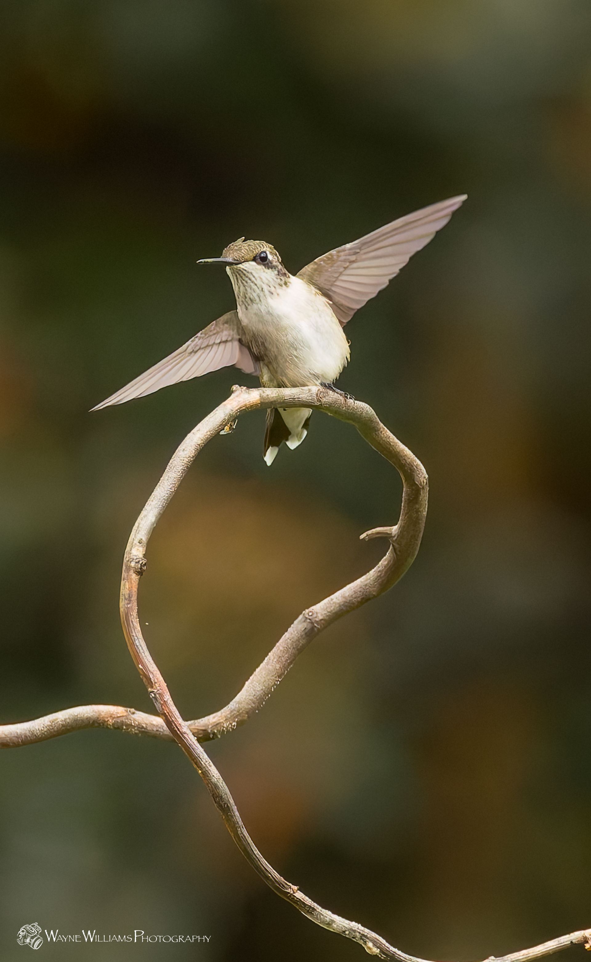 A hummingbird is perched on a branch with its wings spread.