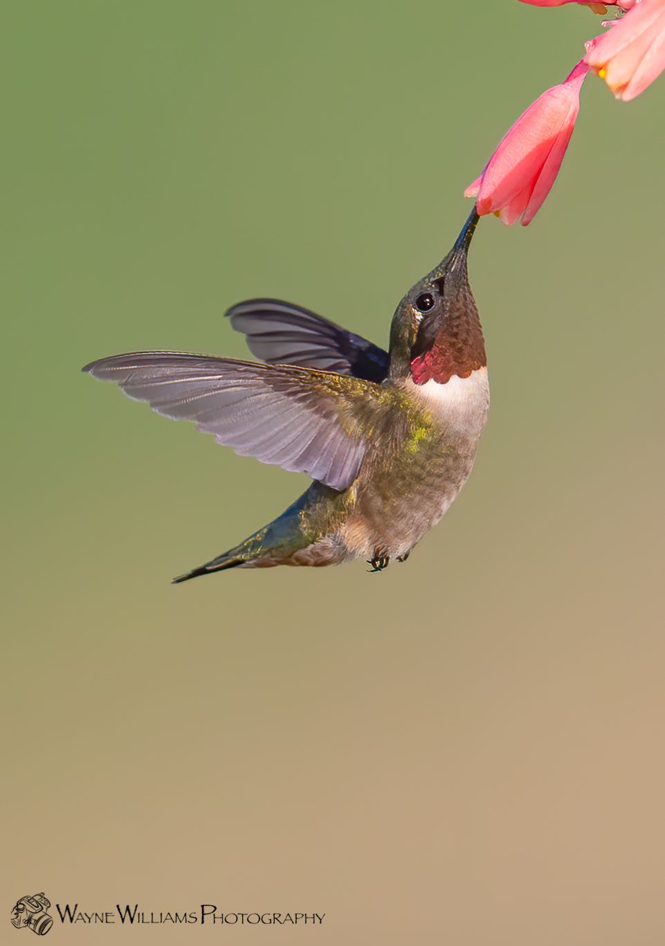 A hummingbird is flying in the air with a flower in its beak.