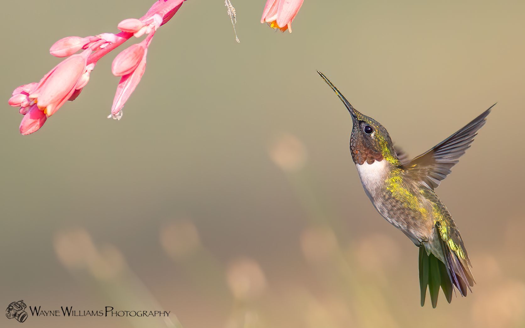 A hummingbird is flying towards a pink flower.