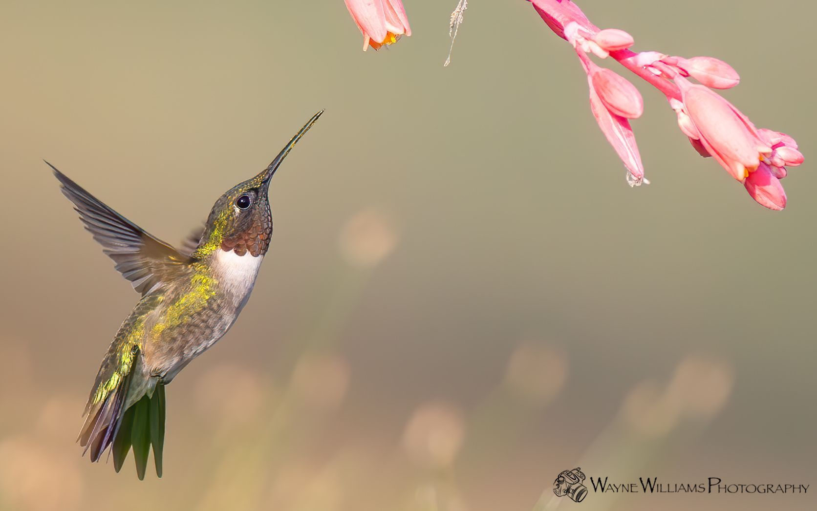 A hummingbird is flying towards a pink flower.