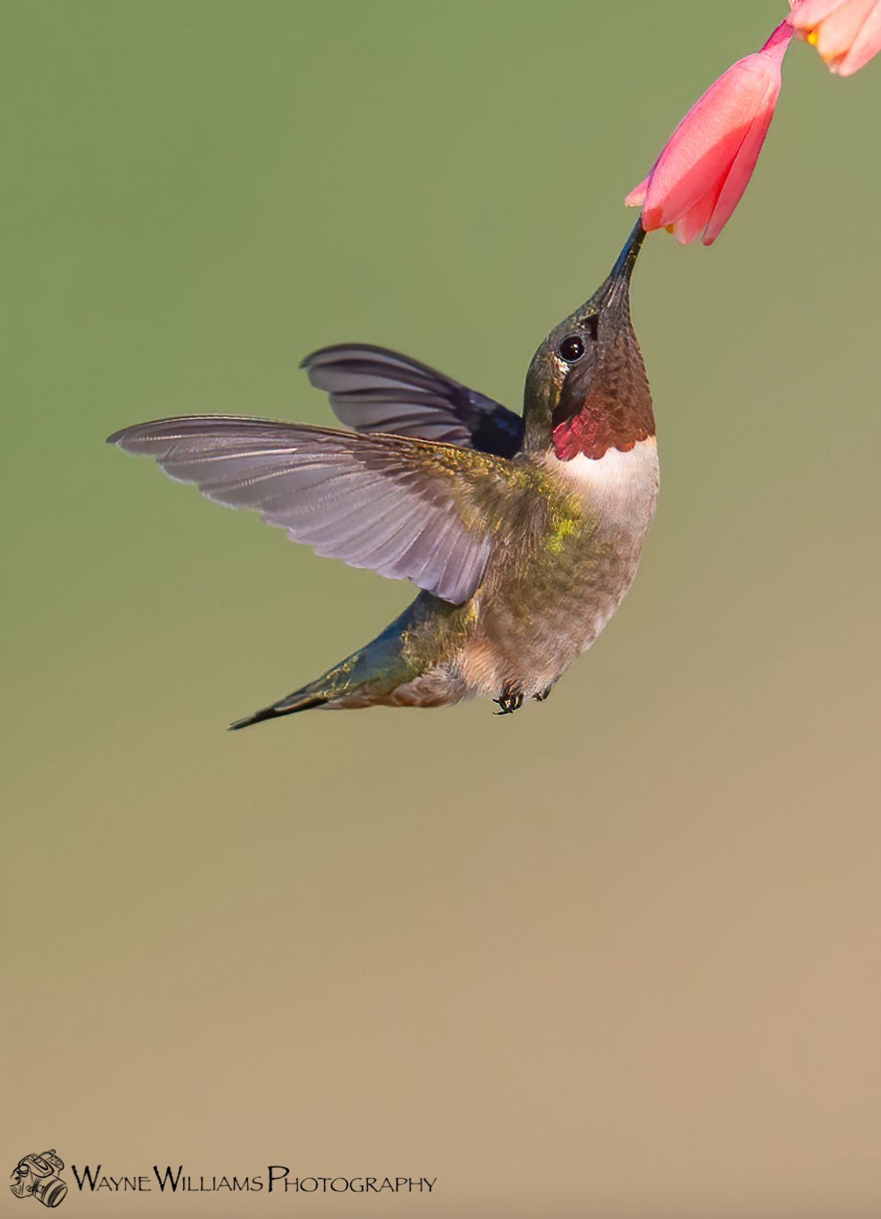 A hummingbird is flying with a flower in its beak