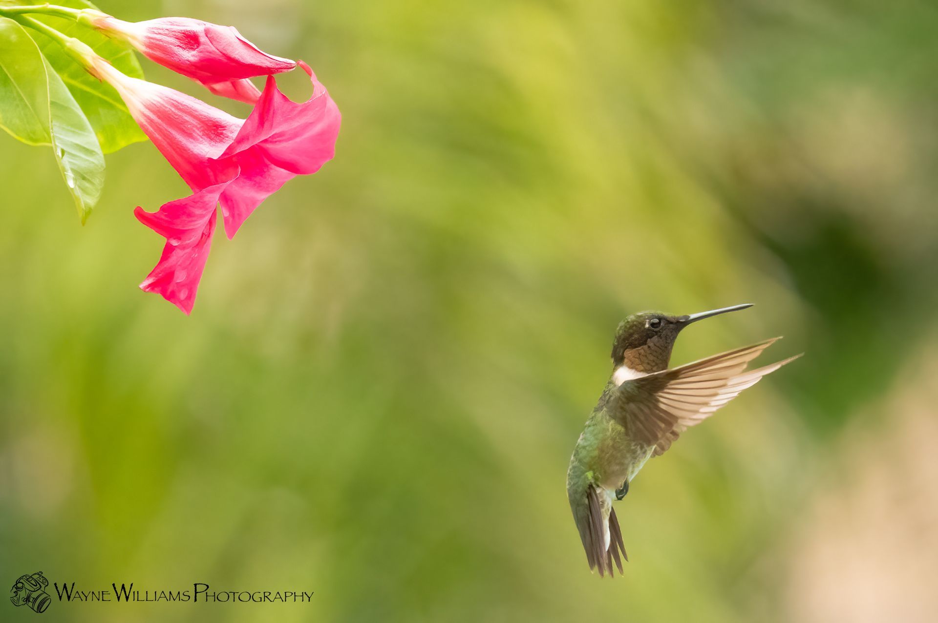 A hummingbird is flying near a pink flower.