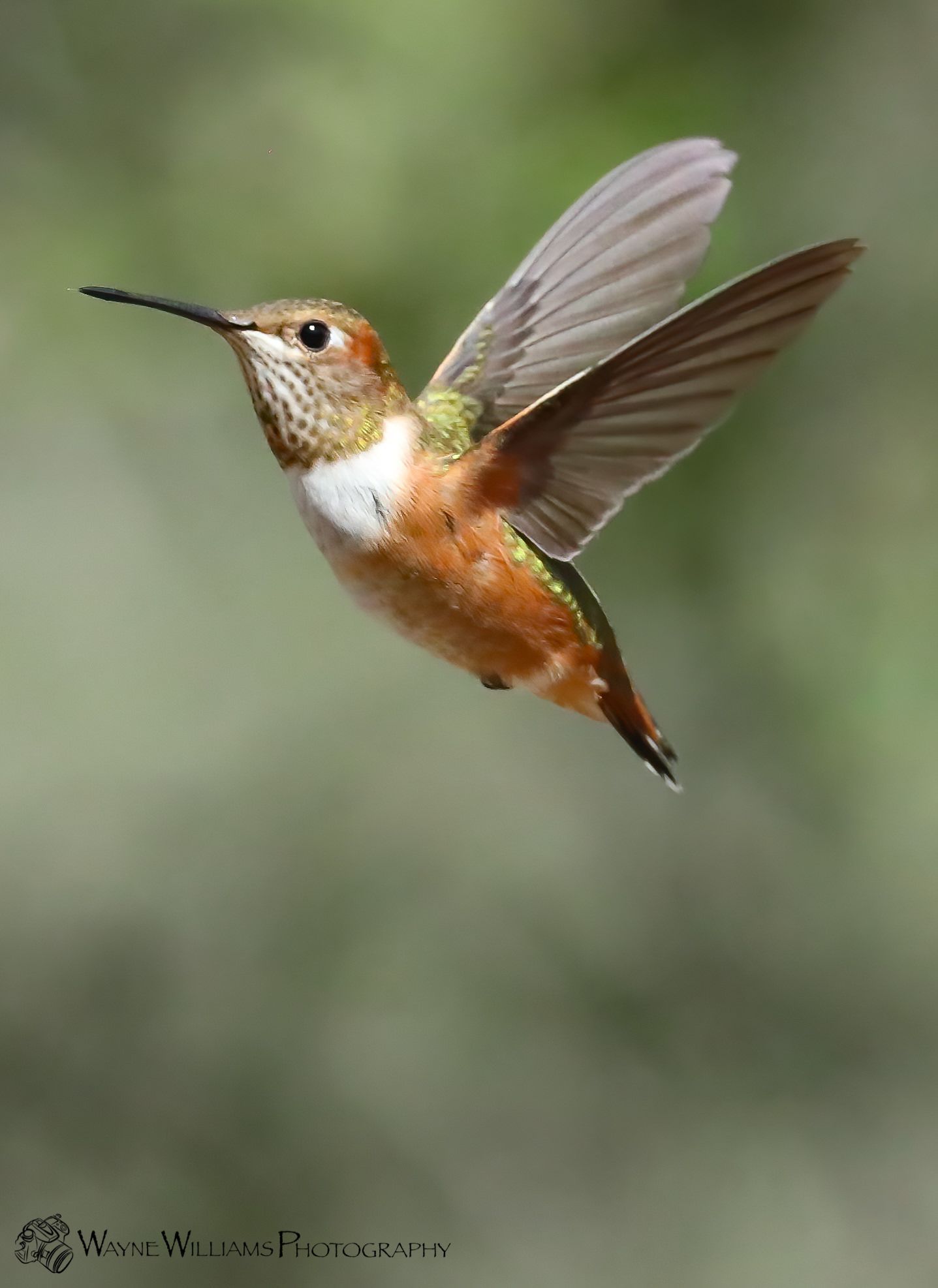 A hummingbird is flying in the air with its wings spread.